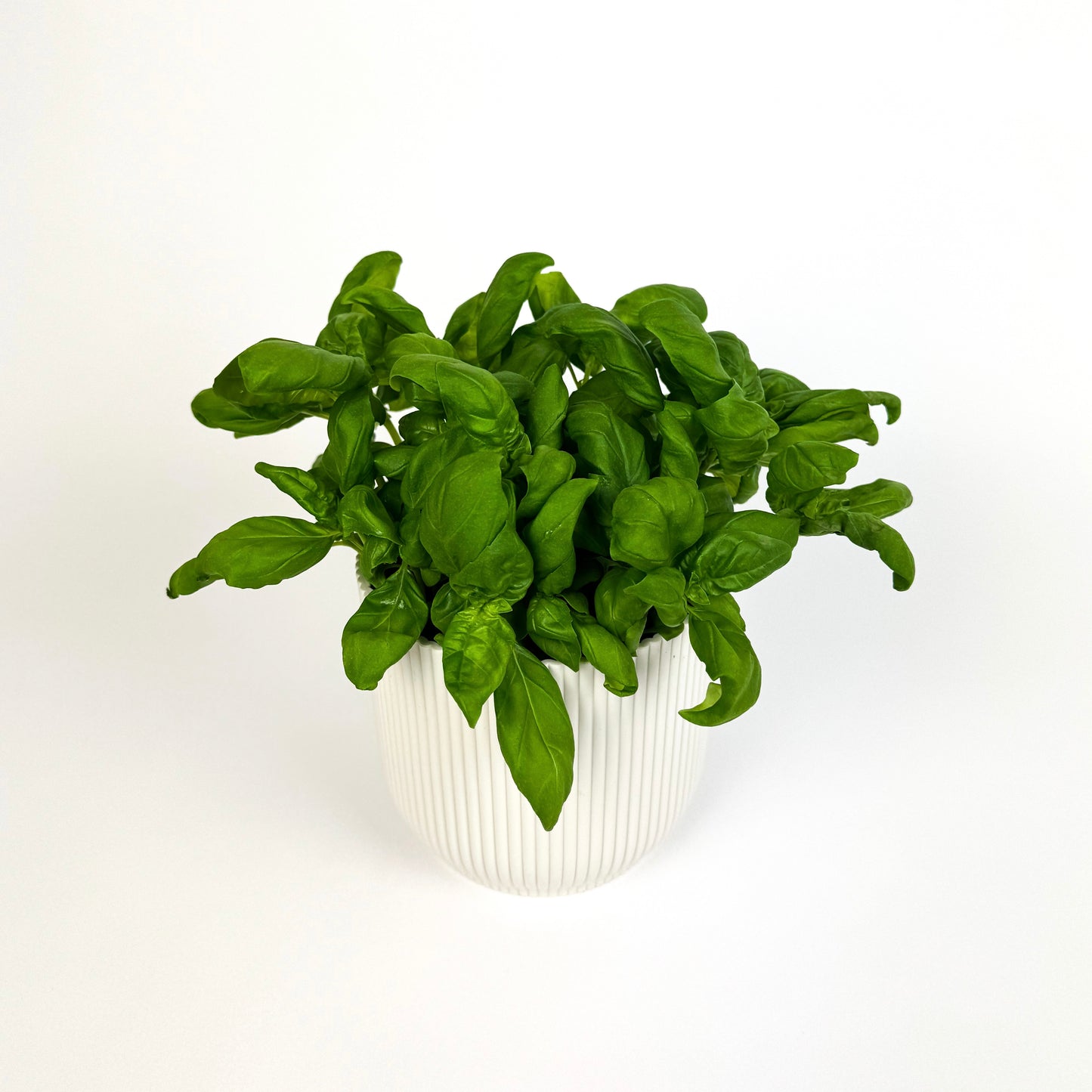 Basil Herb Plant
