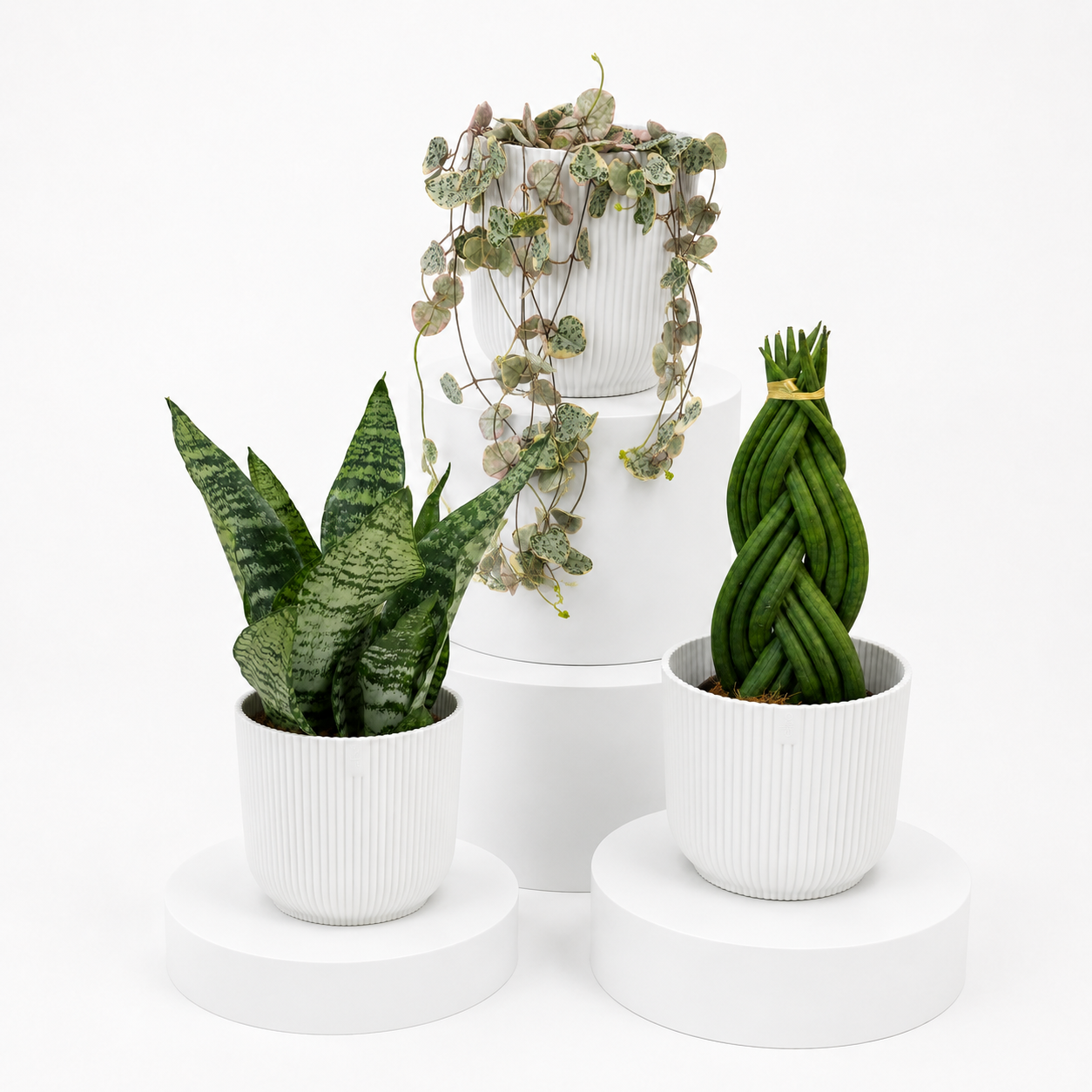 Easy Care Plant Bundle