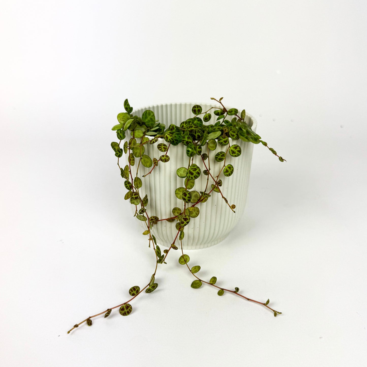 MINI Peperomia Prostrata Houseplant (String Of Turtles)