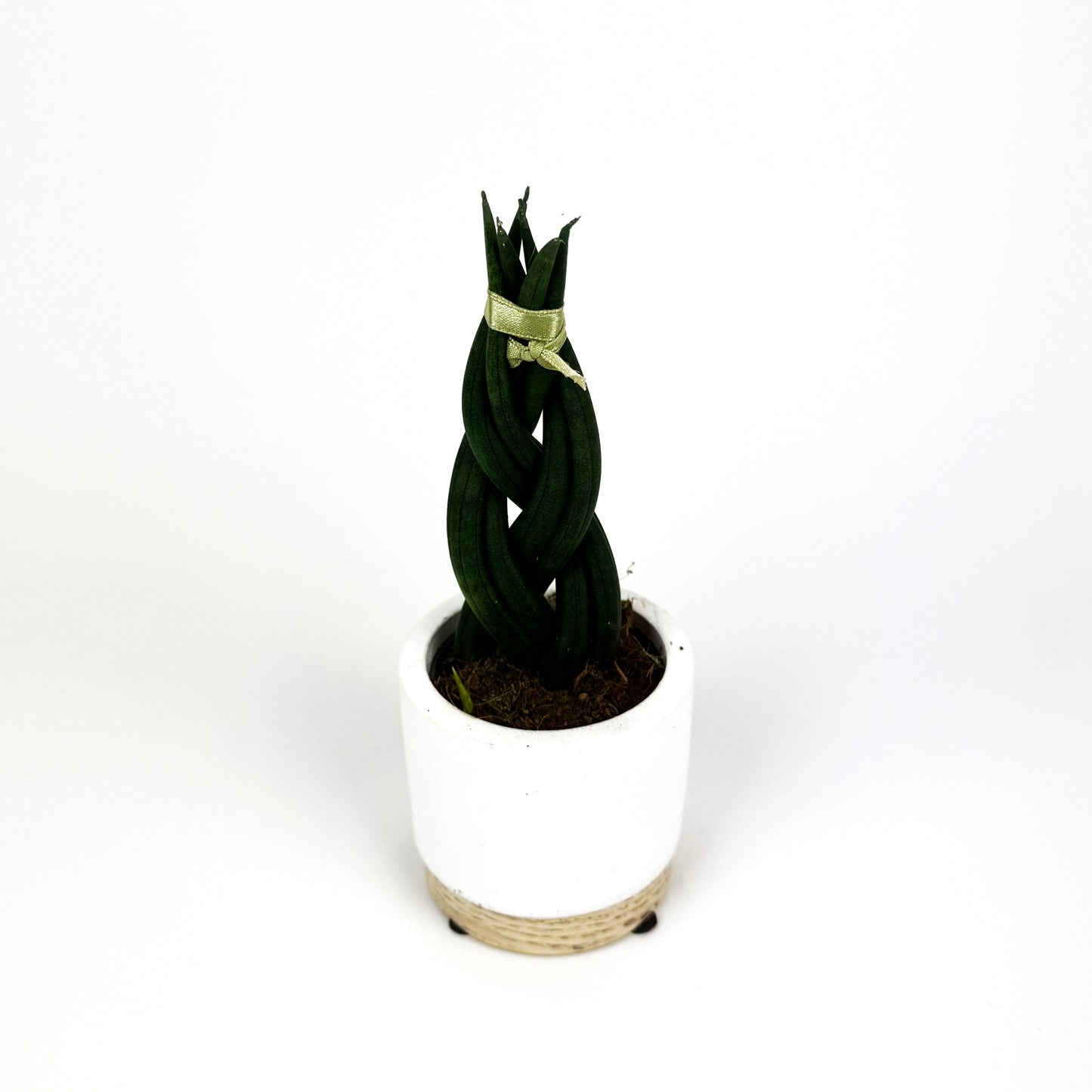 Mini Braided Snake Houseplant
