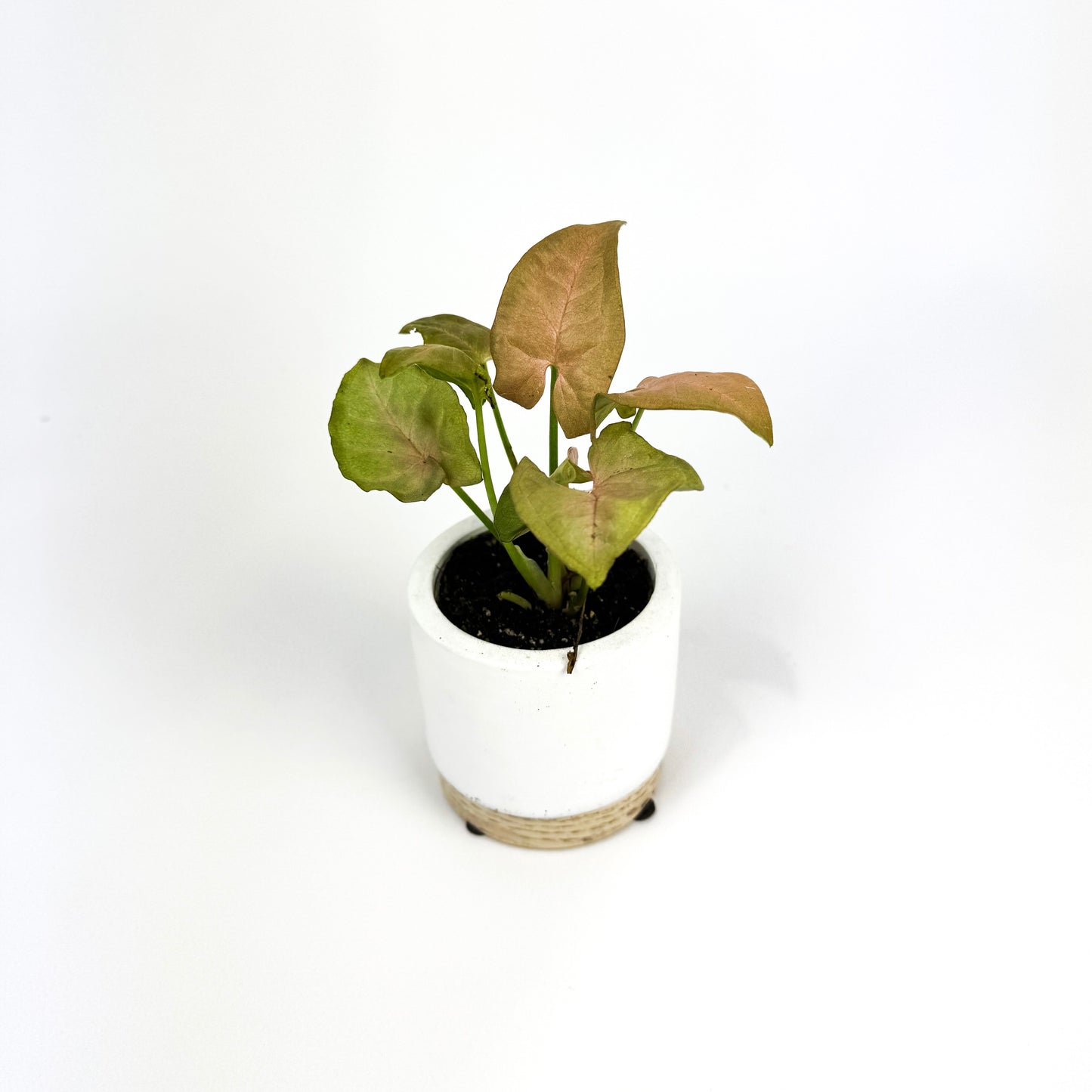 Mini Syngonium Neon Houseplant