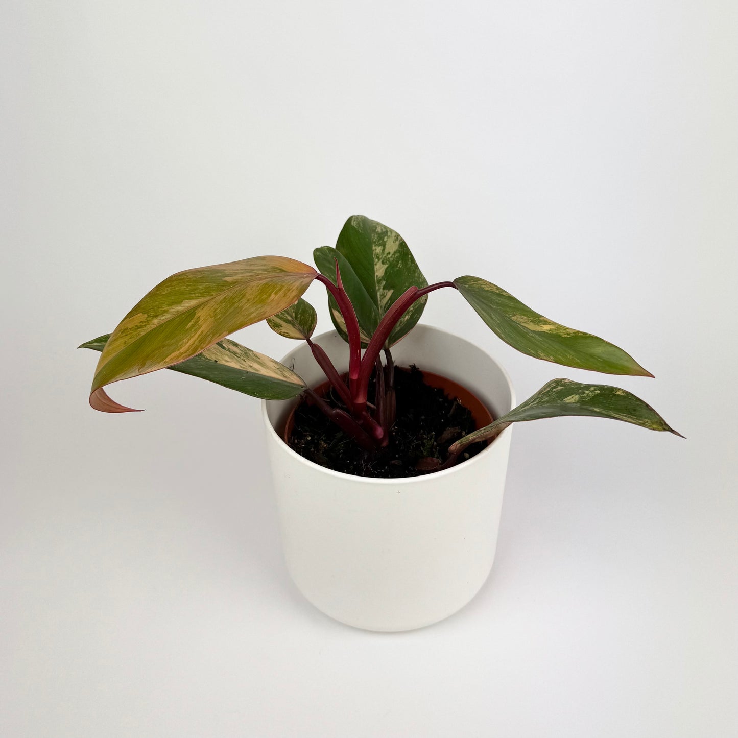 Philodendron Strawberry Shake 14cm Houseplant