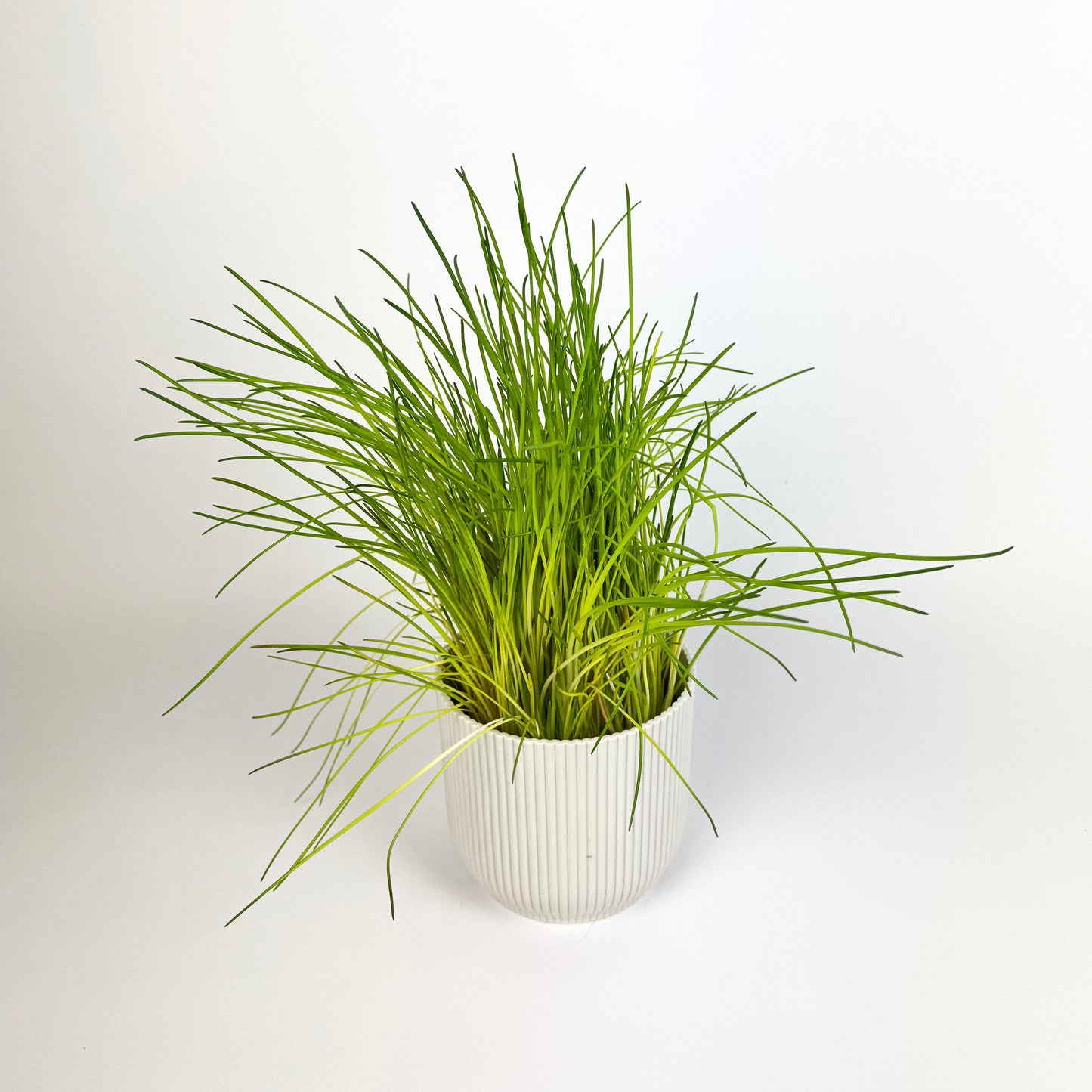 Chive Herb Plant