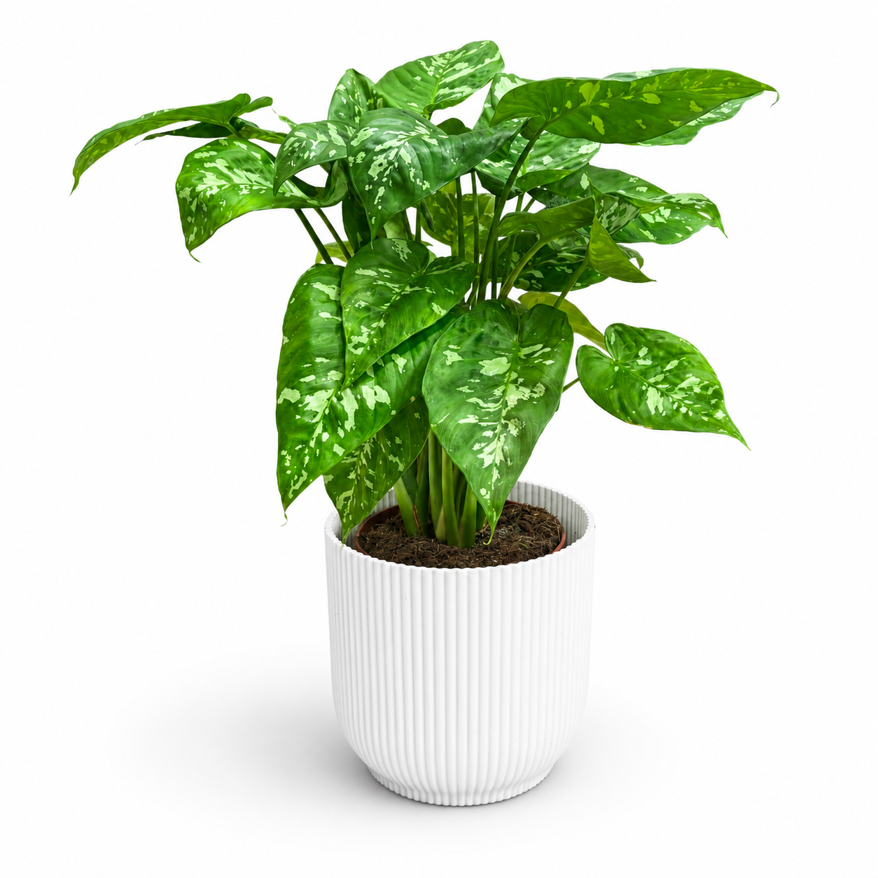 Homalomena Candid 19cm Pot Size Houseplant