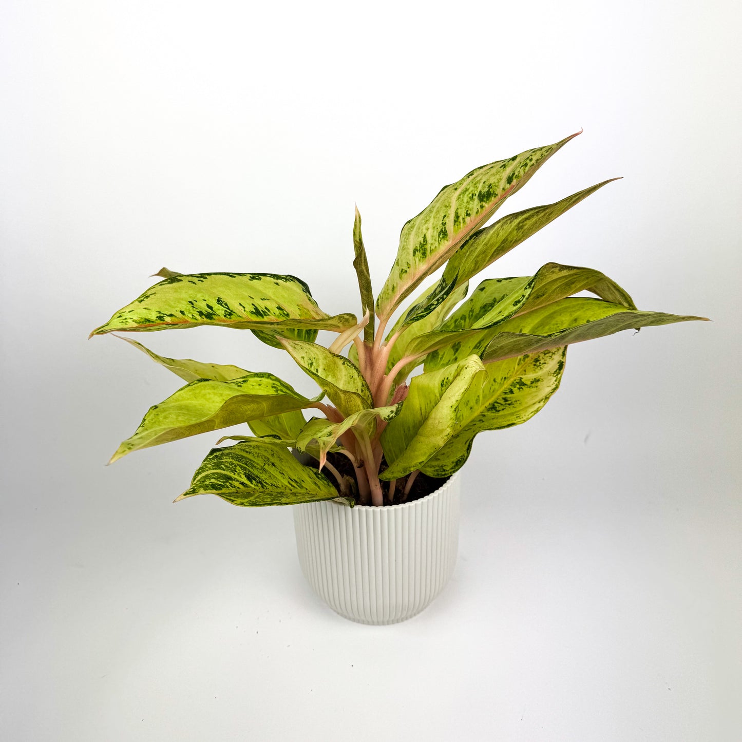 Aglaonema Chartreuse Pretty 12cm Houseplant