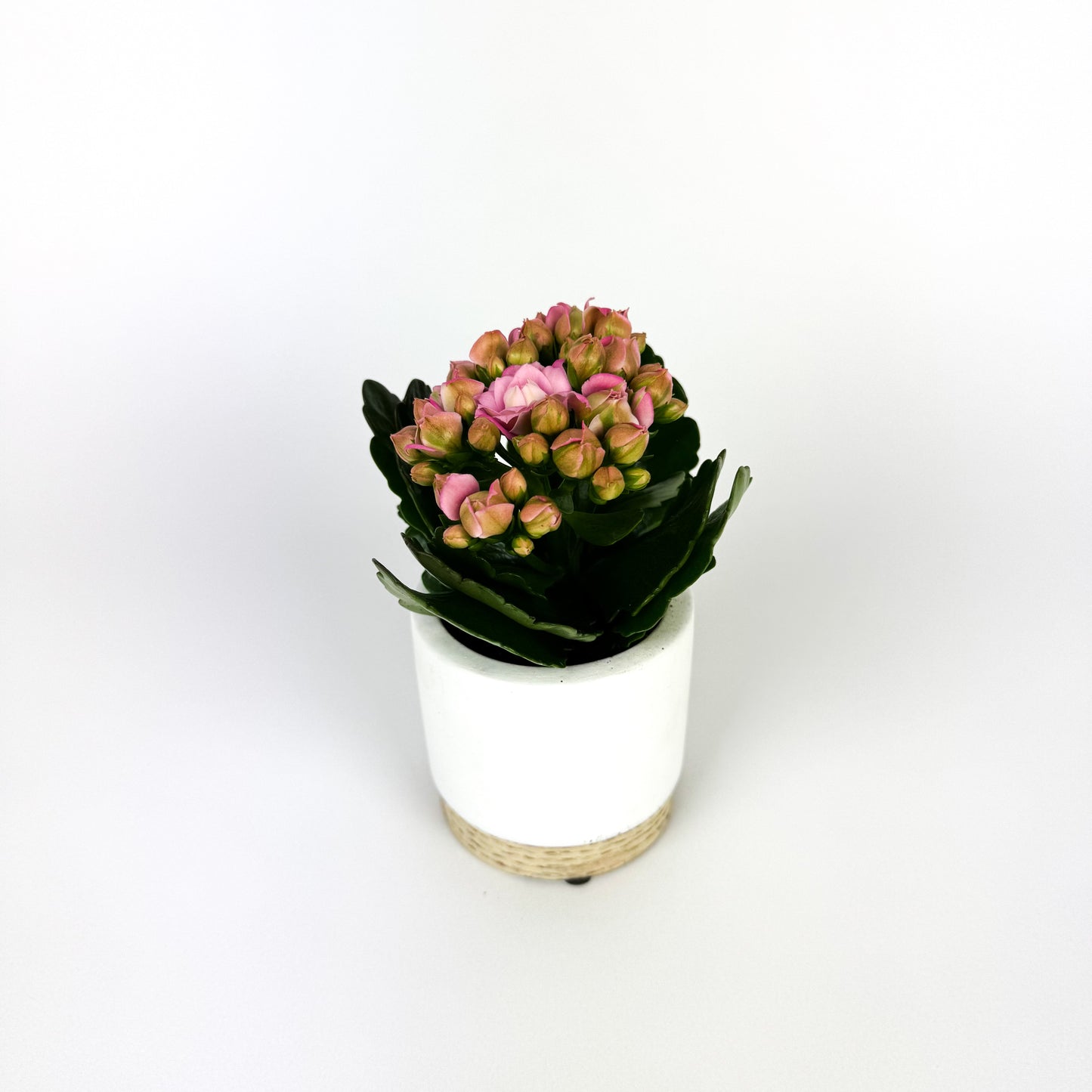 Kalanchoe Lillian Pink Houseplant