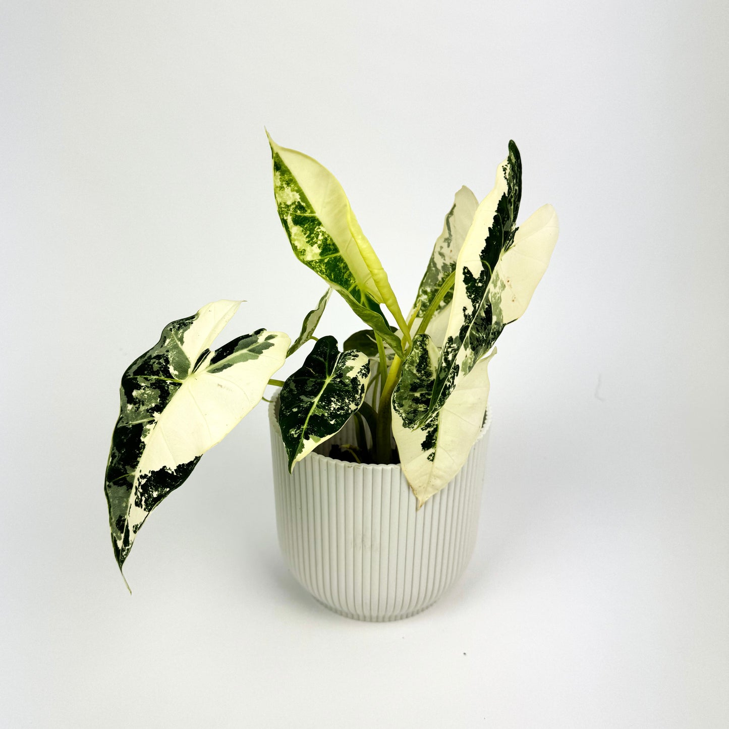 Alocasia frydek variegata 9cm Pot