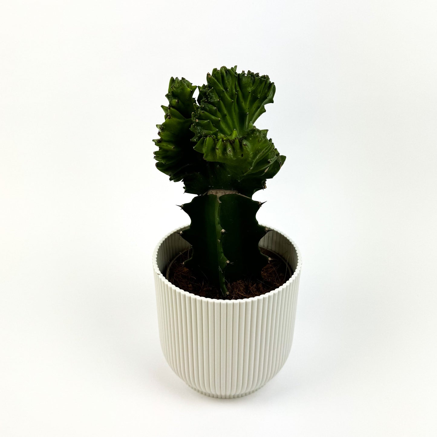 Euphorbia Lactea Cristata Houseplant