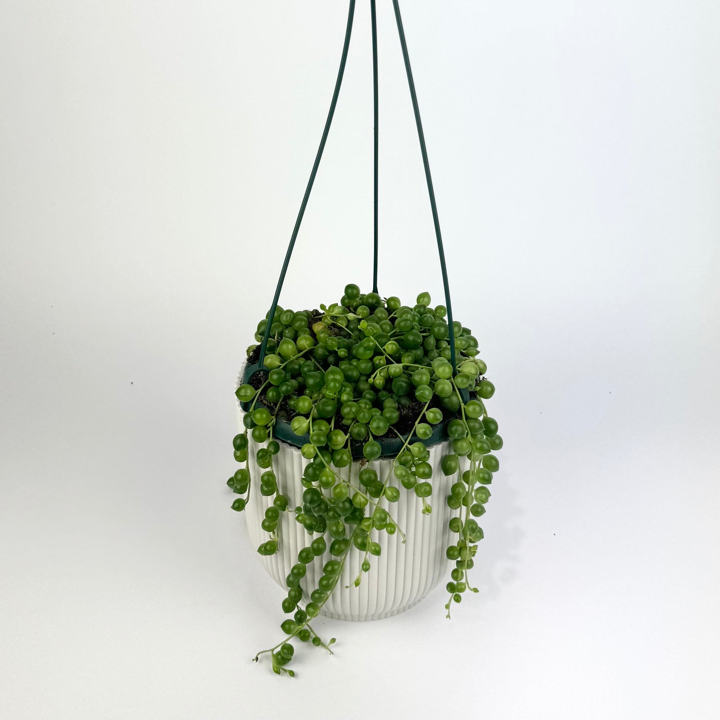 String Of Pearls Hanging 14cm Indoor Houseplant