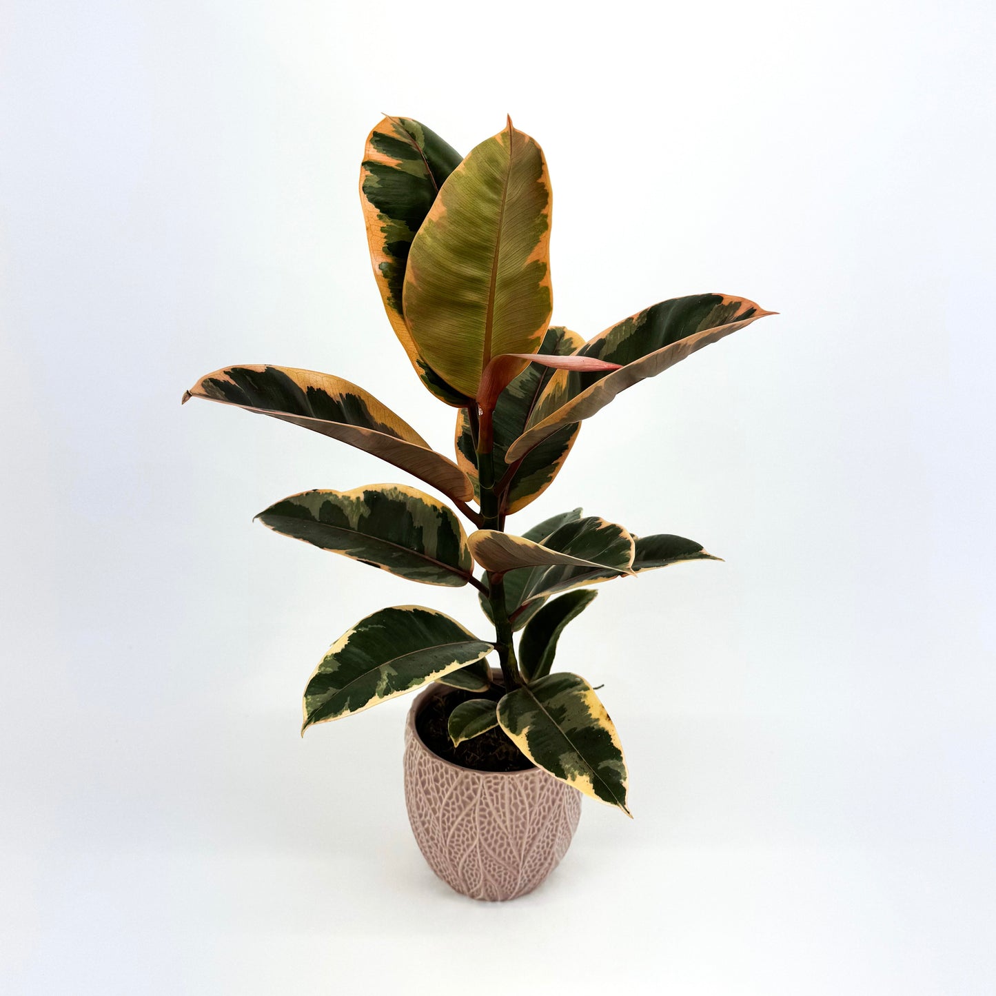 Rubber Belize Houseplant And Pink Leaf Ceramic Pot Gift