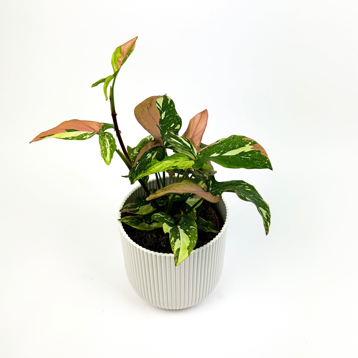 RARE Syngonium Red Spot Tricolor Houseplant