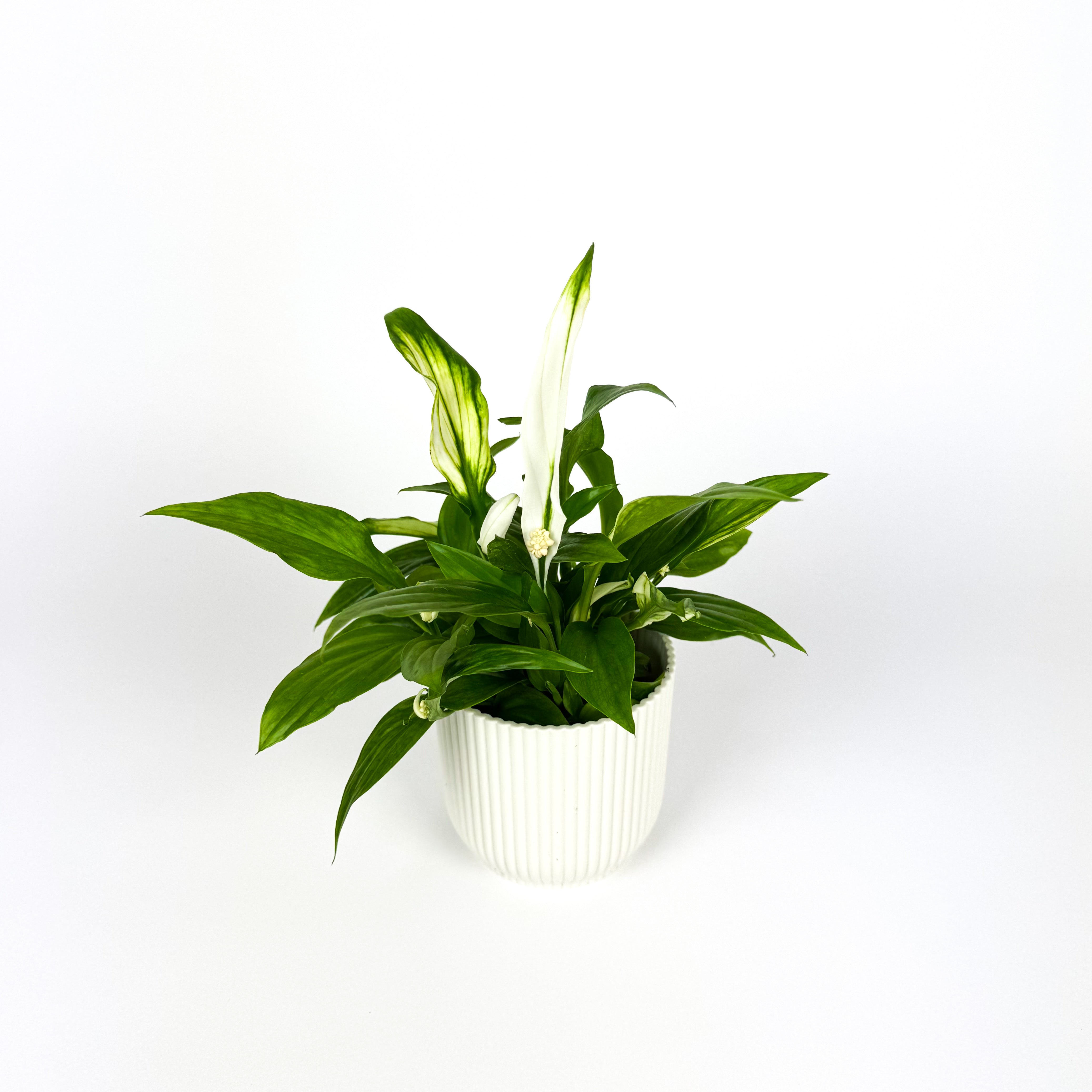 mini peace lily Mini Peace Lily Houseplant – OH SO Floral