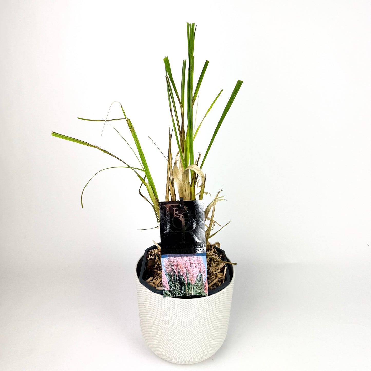 Cortaderia Selloana 'Rosea' (Pink Pampass Grass) Outdoor Plant