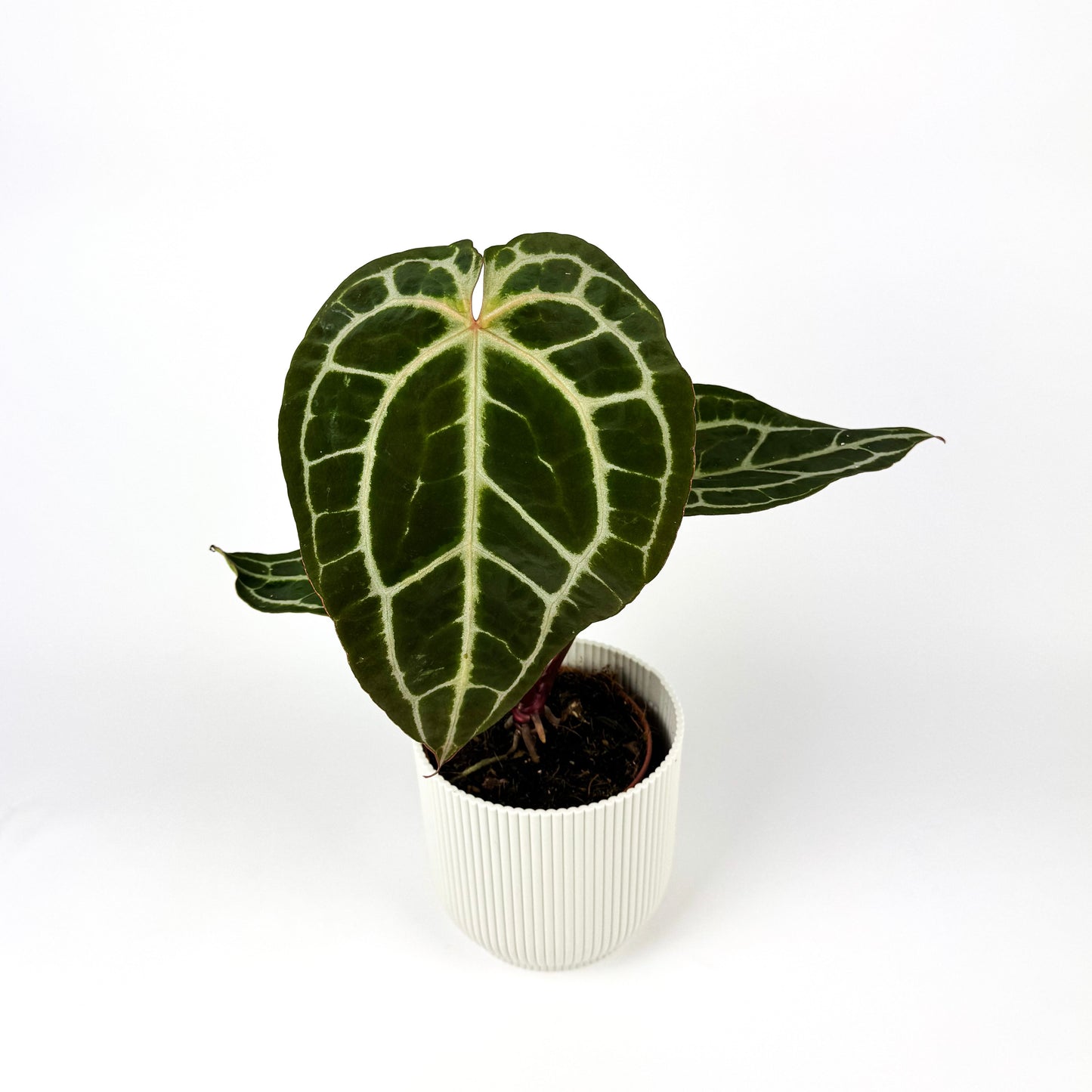 Anthurium Crystallinum Houseplant