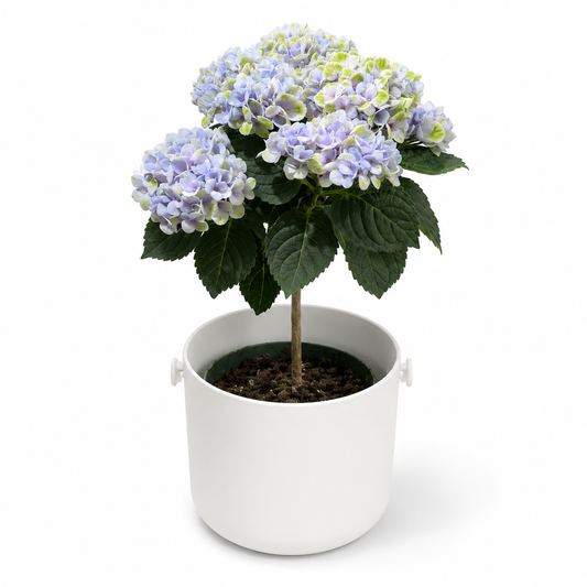 Hydrangea 14cm Plant