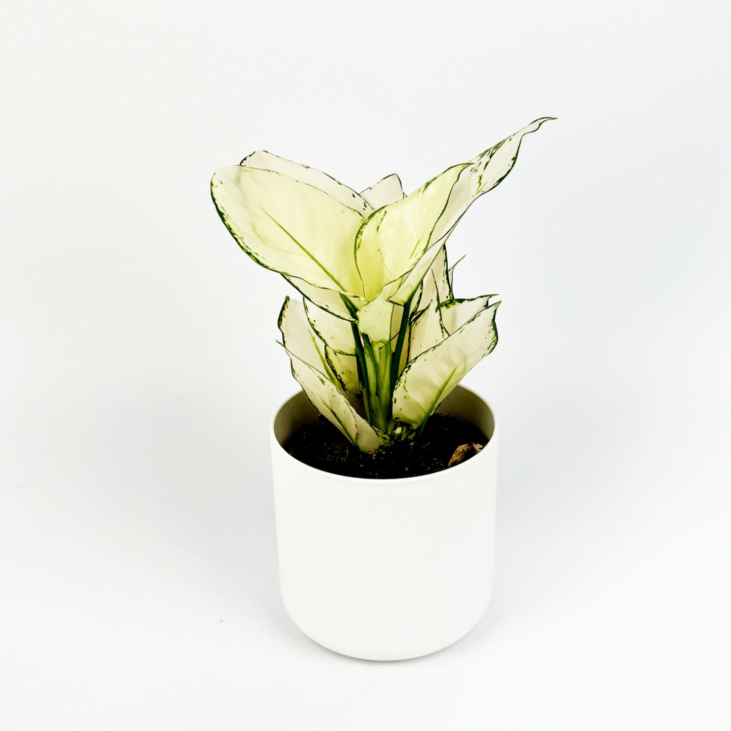 Aglaonema White Joy 12cm Indoor Houseplant
