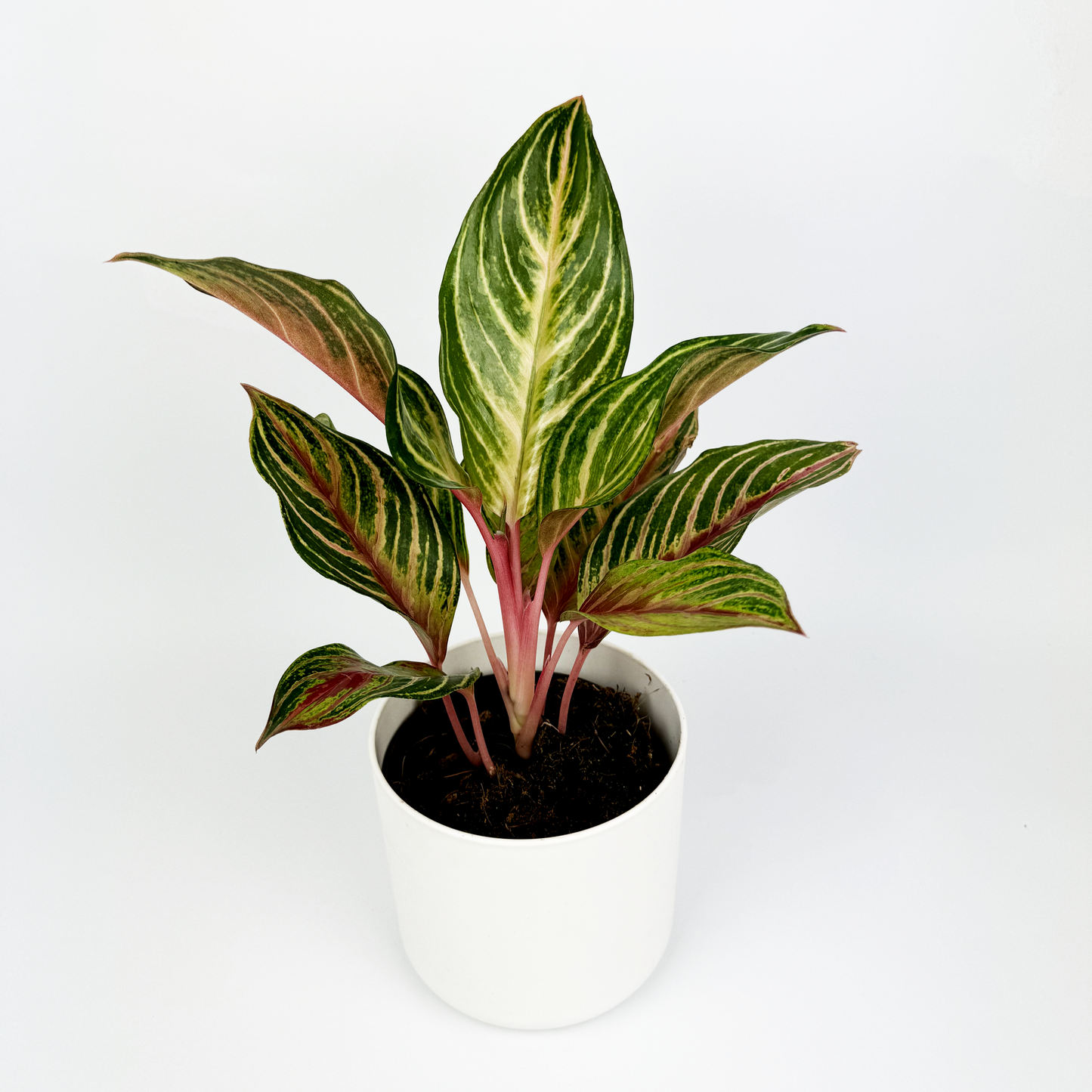 Aglaonema Dreamcatcher 12cm Houseplant