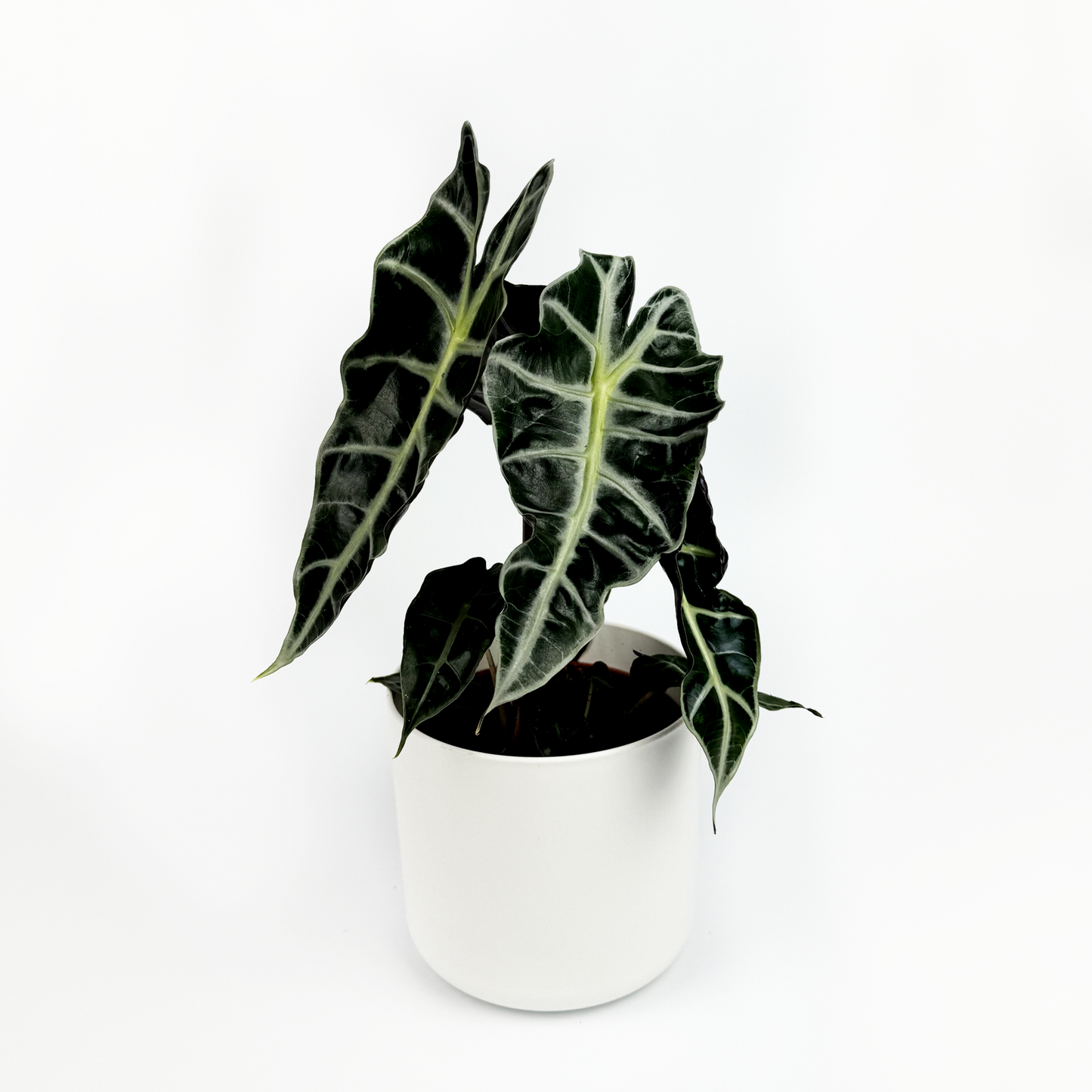 Alocasia Polly Indoor Houseplant