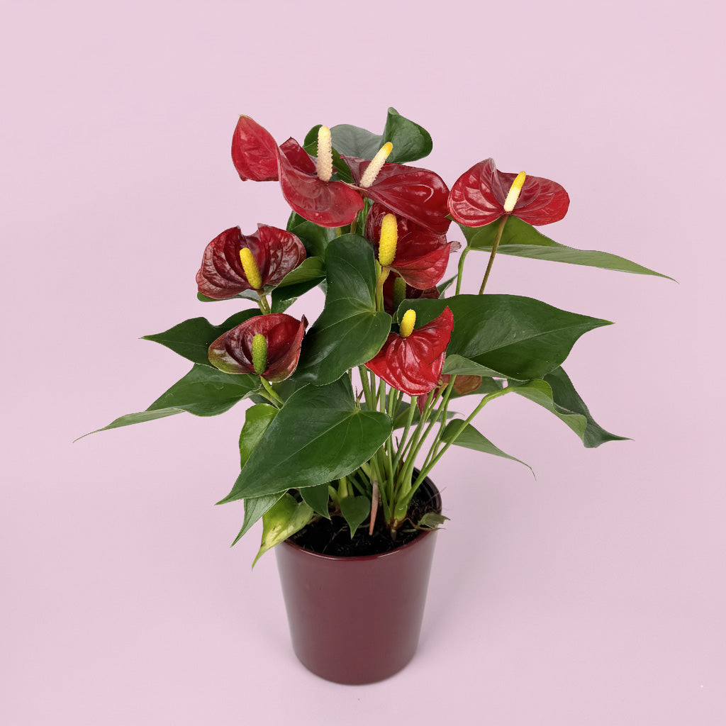 Anthurium And Ceramic Pot Gift Set