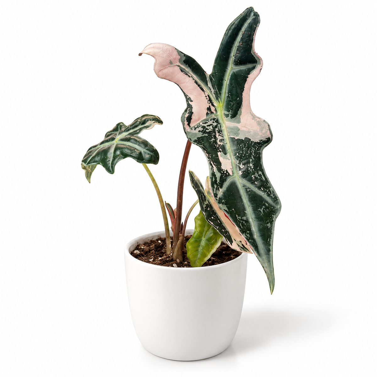 Alocasia Nobilis Pink 9cm Houseplant