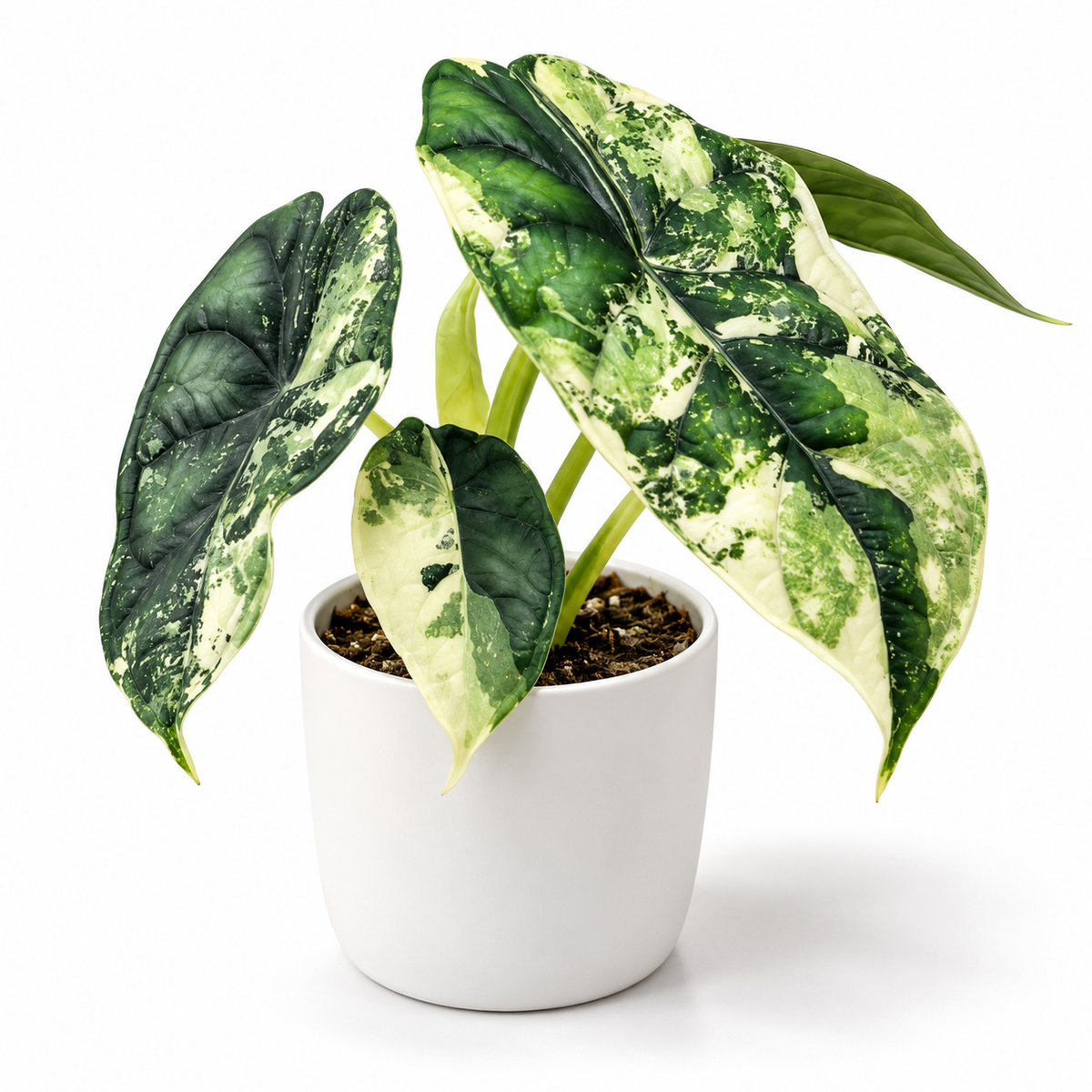 Alocasia Dragon Scale Albo 9cm
