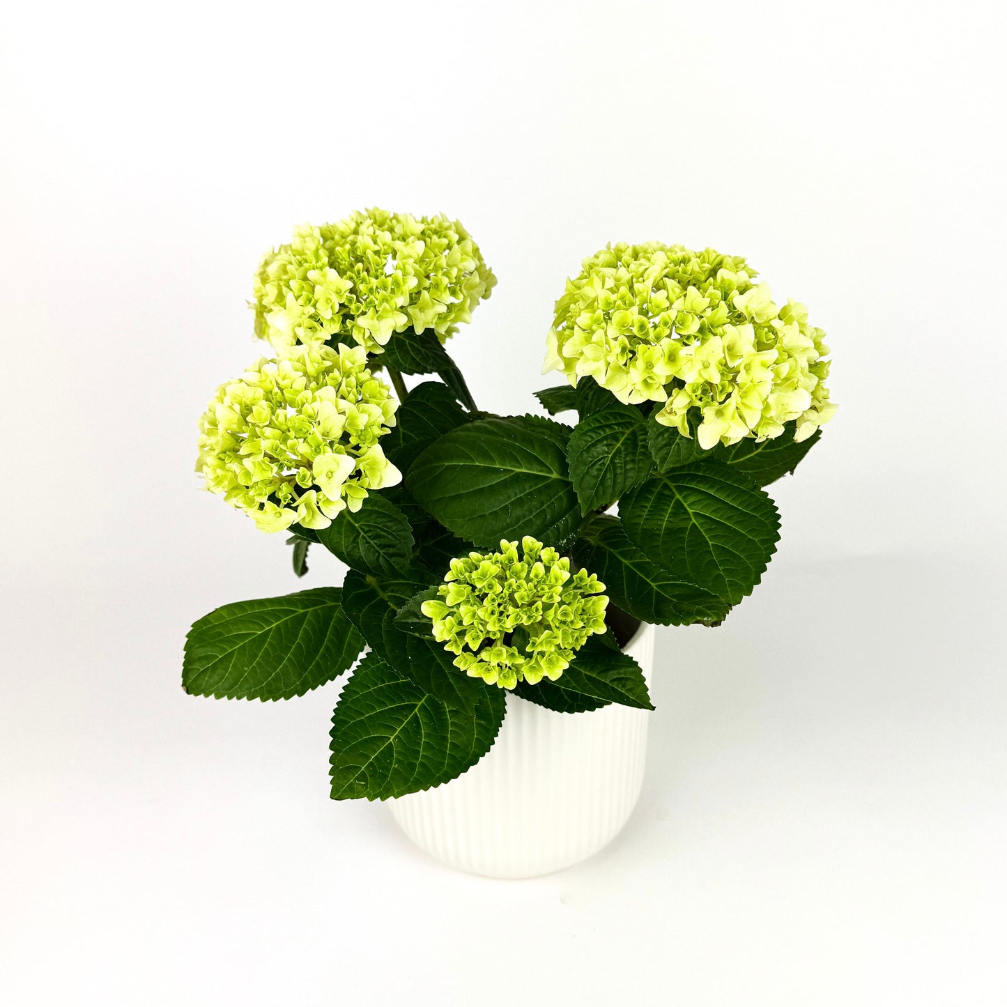 Mother's Day Hydrangea And Ceramic Pot Houseplant
