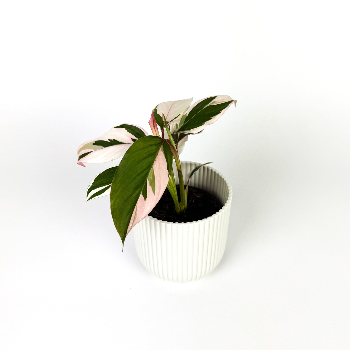 Mini Calathea Princess Dalya Houseplant