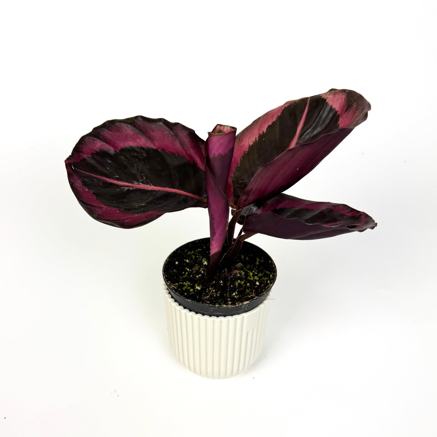 Mini Calathea Princess Jesse Houseplant