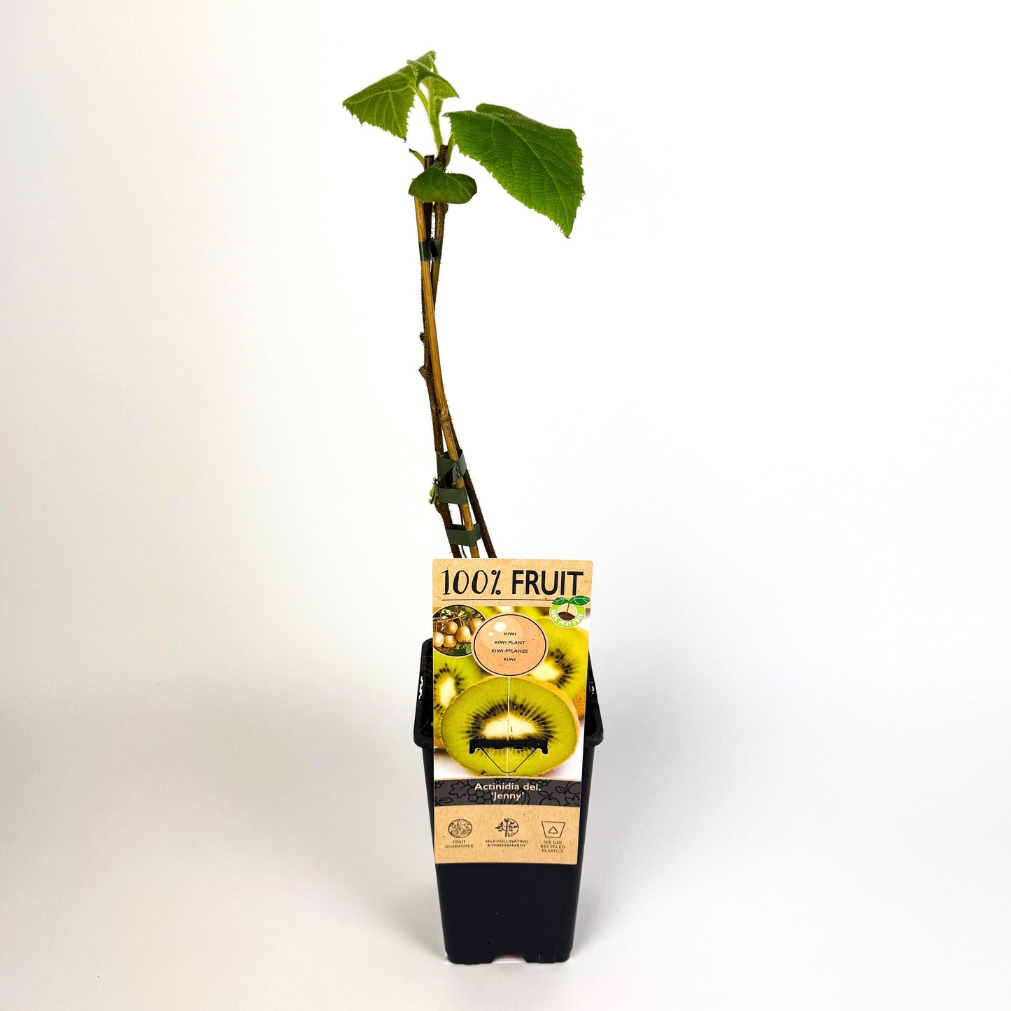 Actinidia Deliciosa ‘Jenny’ - Self-Fertile Kiwi Plant Outdoor