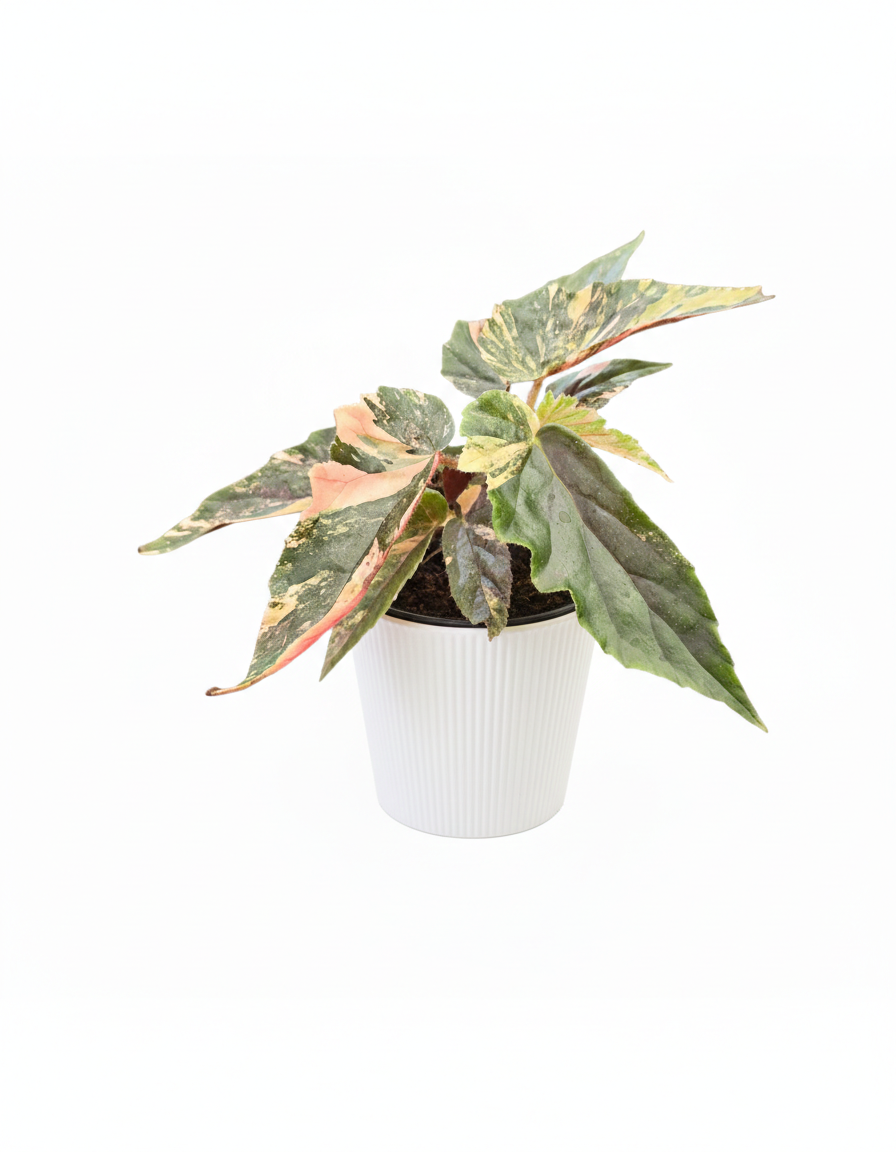 Begonia Ginny Galaxy Variegata 6cm Houseplant