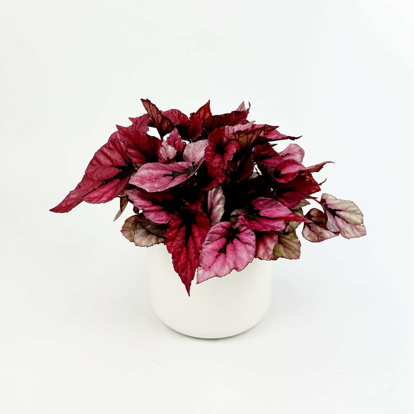 Begonia Beleaf Indian Summer Indoor Houseplant