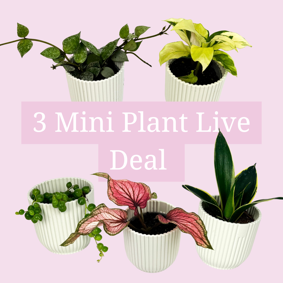 3 Mini Plants Live Deal