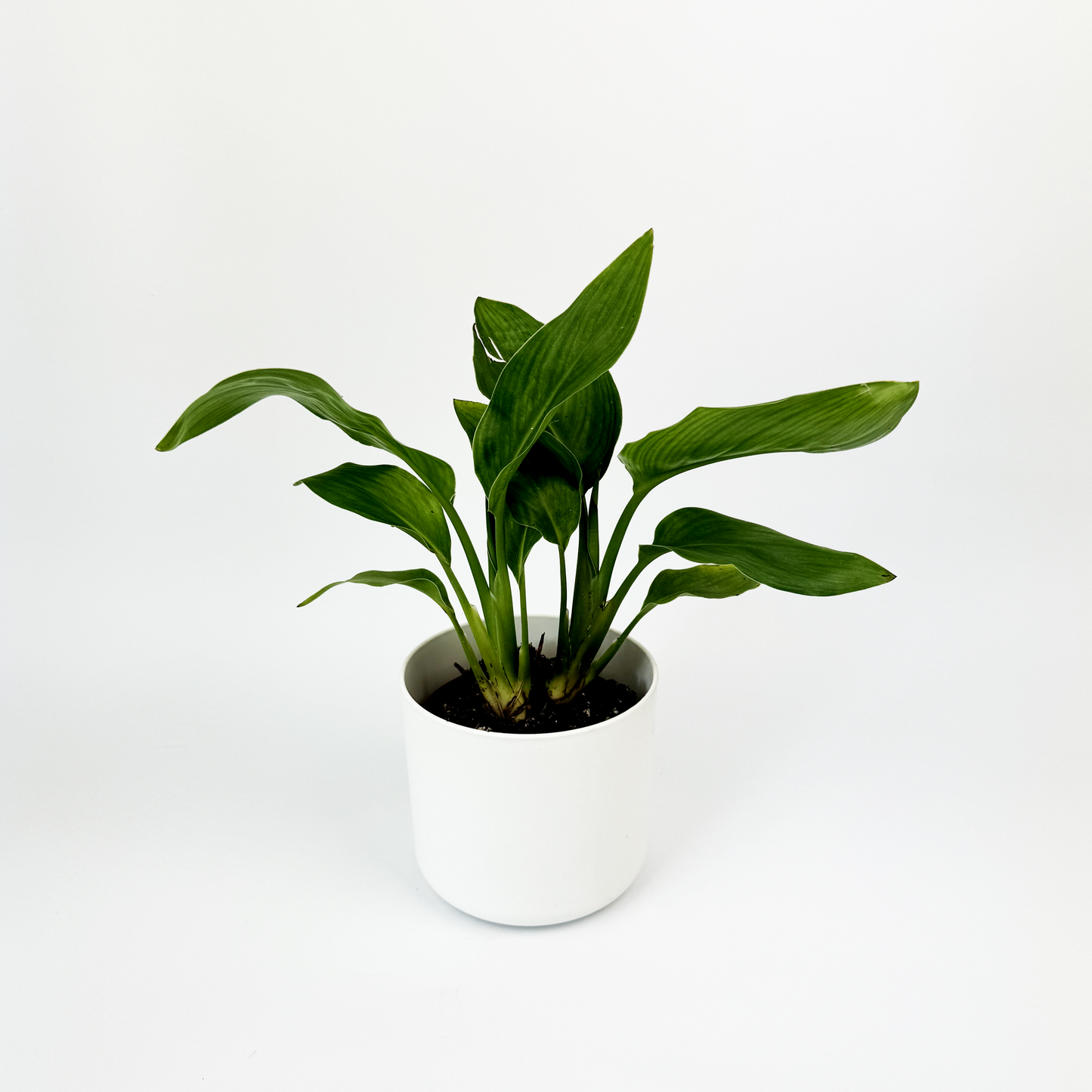 Bird Of Paradise 13cm Houseplant