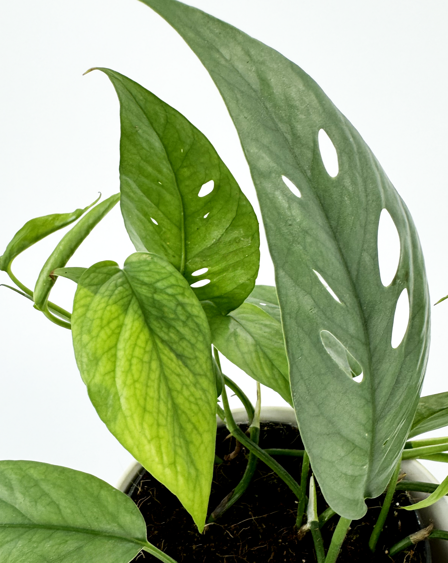 Blue Pothos Indoor Houseplant