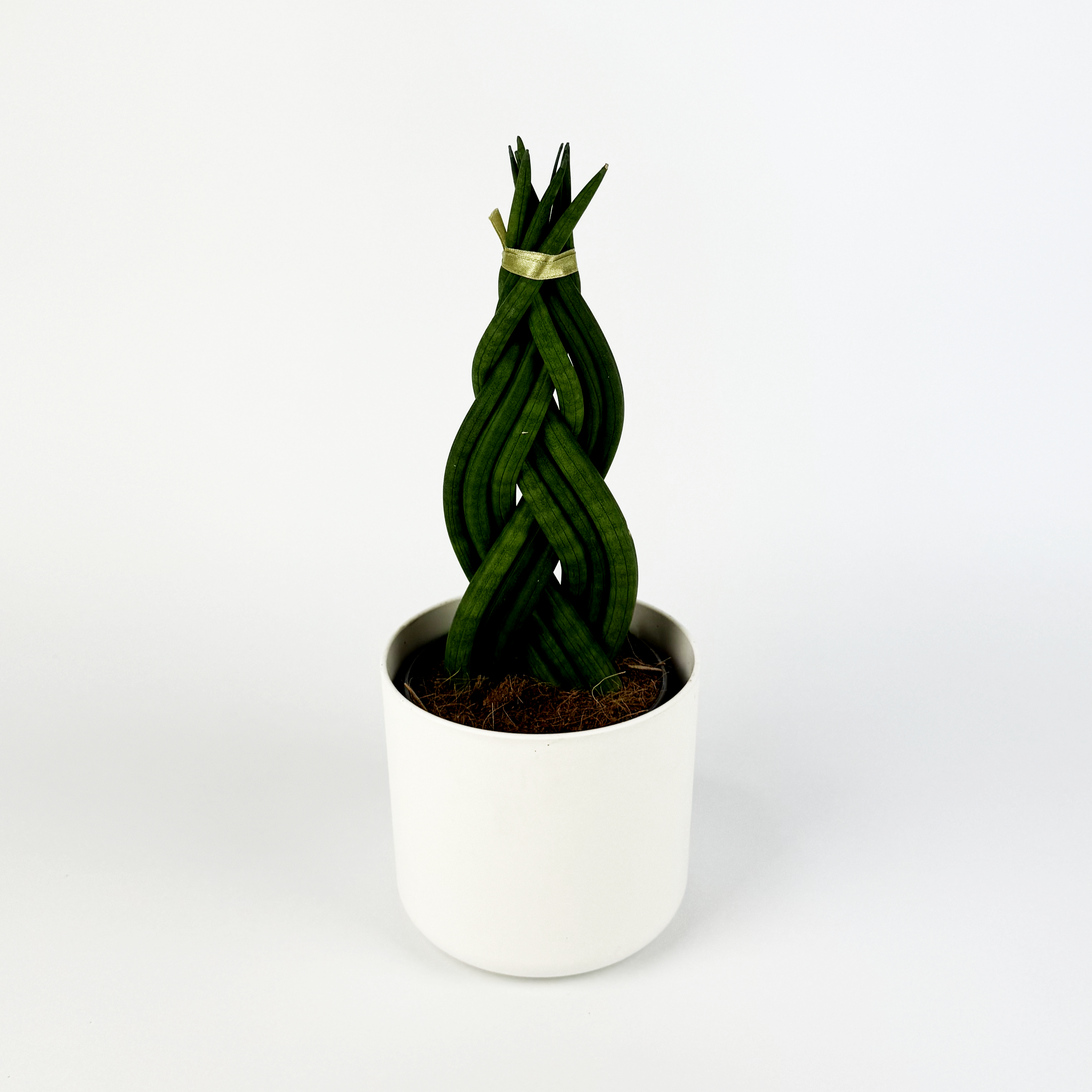 snake braid plant Sansevieria Braided Houseplant – OH SO Floral