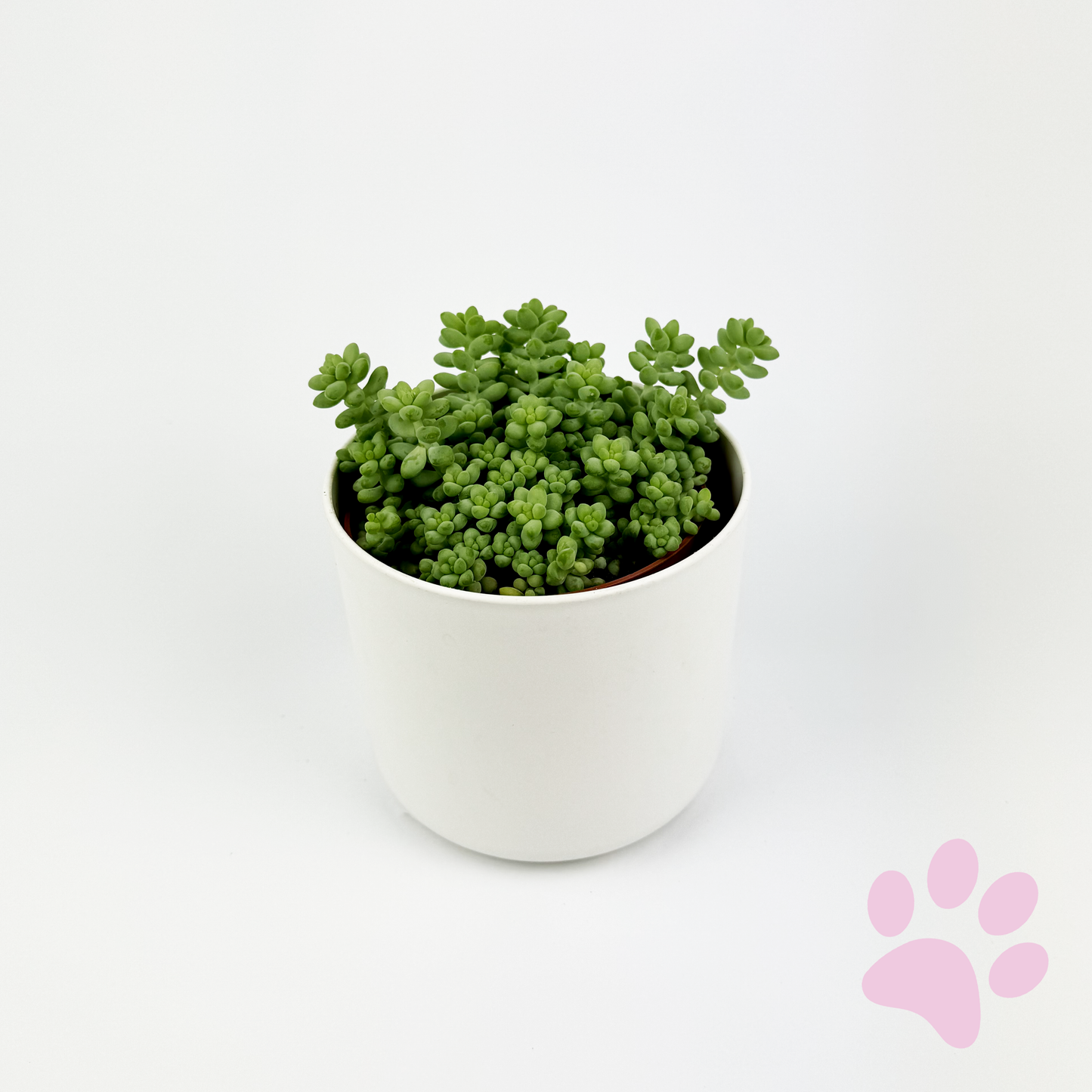 Burrows Tail Indoor Houseplant