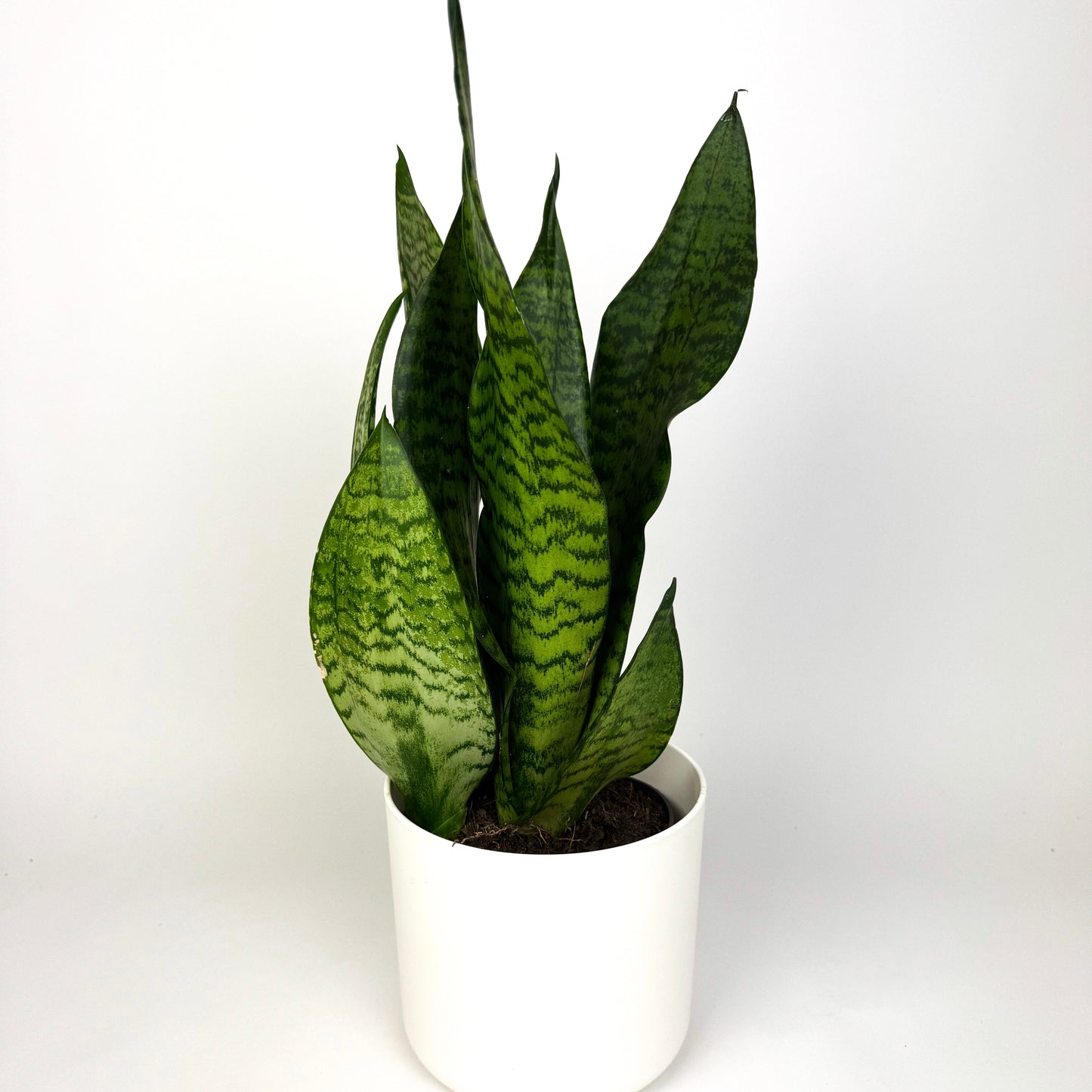 Sanseveria Larenzii Houseplant