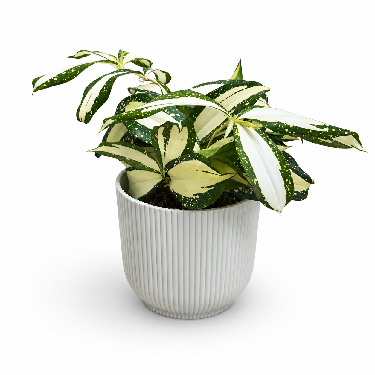 Dracena Milky Way 12cm Houseplant