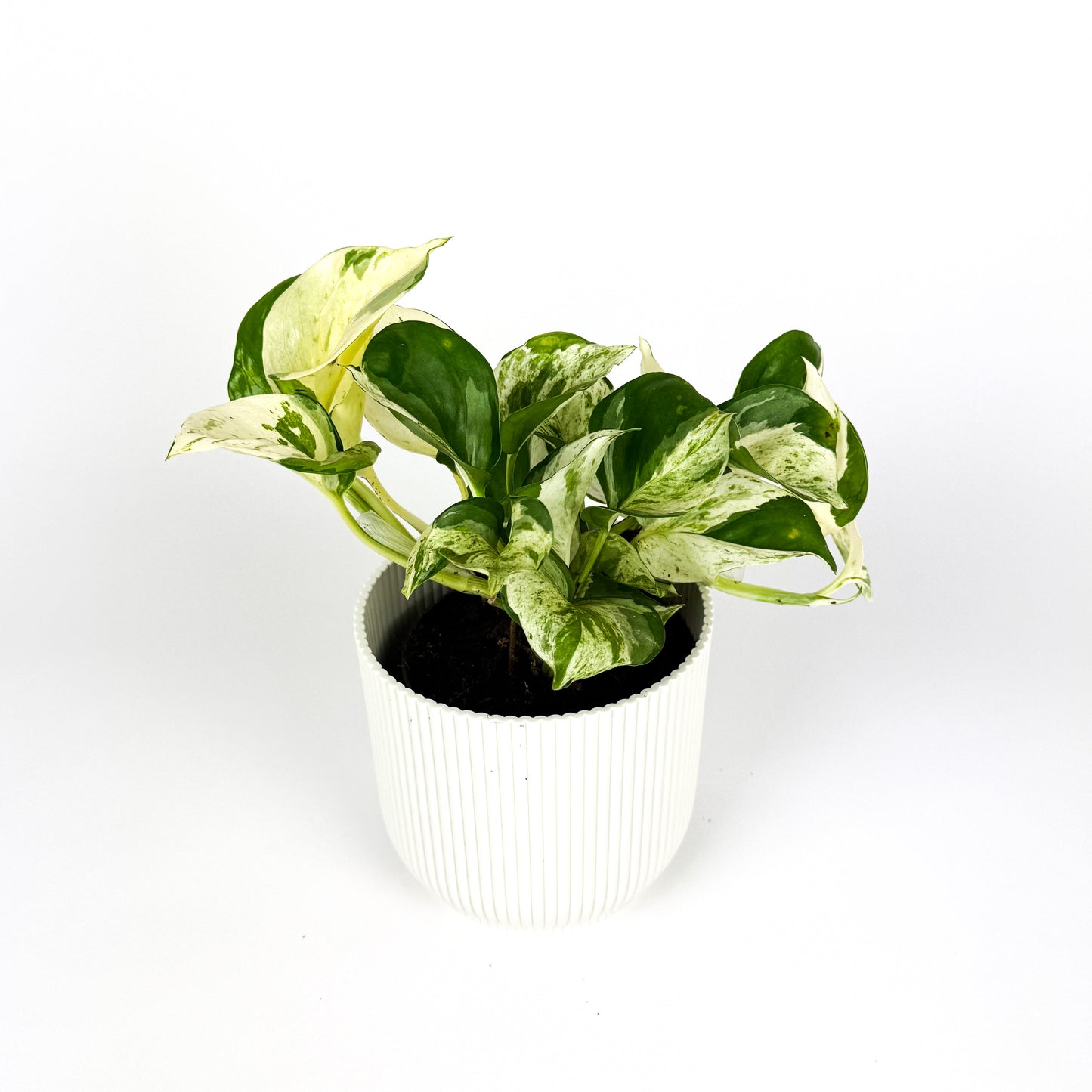 Epipremnum Manjula Houseplant