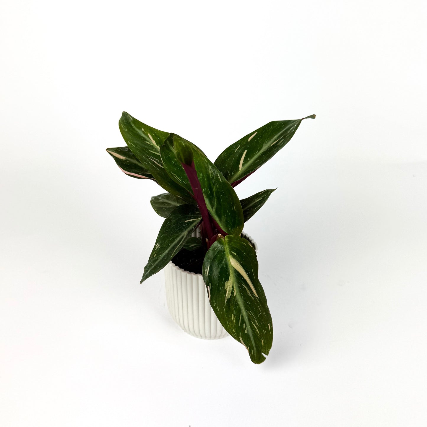 Mini Calathea Magic Star Mini Houseplant