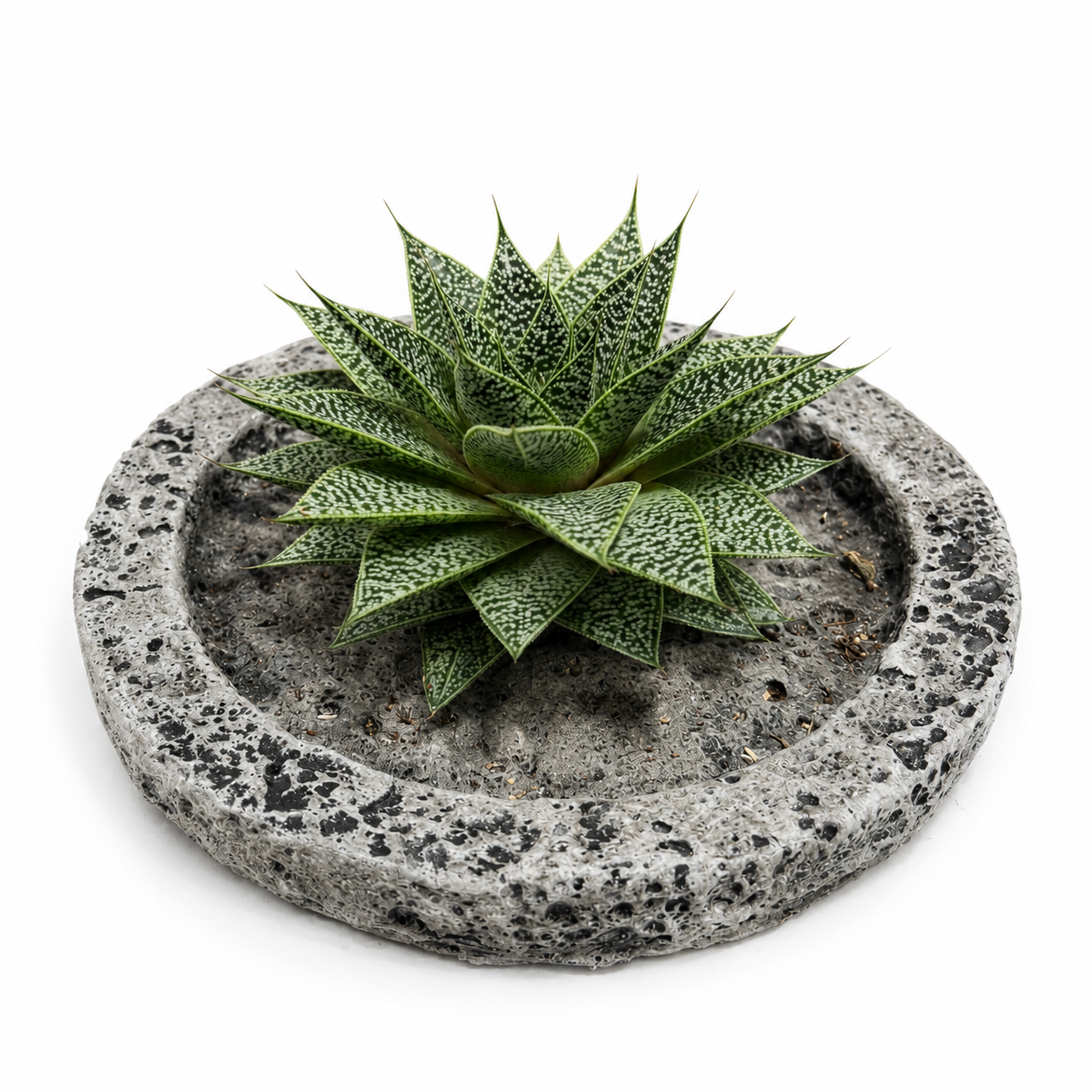 Rootless Echeveria Succulent