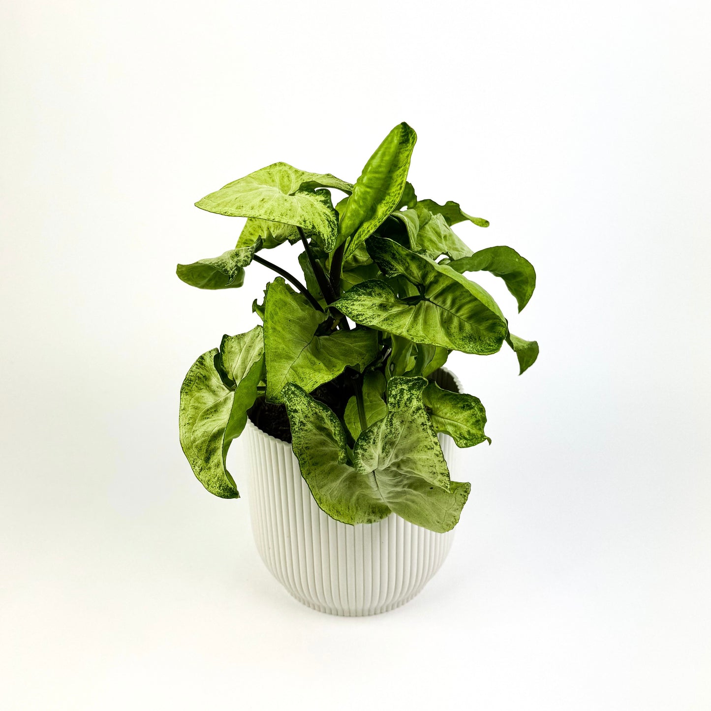 Syngonium White Butterfly Houseplant