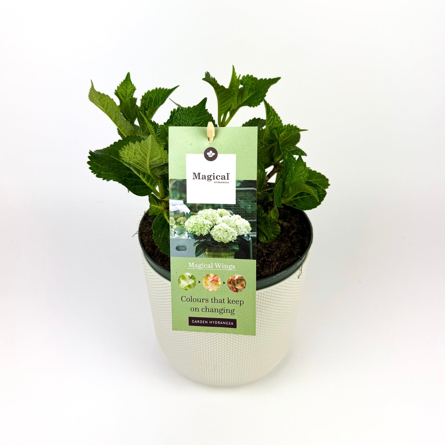 Hydrangea Outdoor Plant 17cm