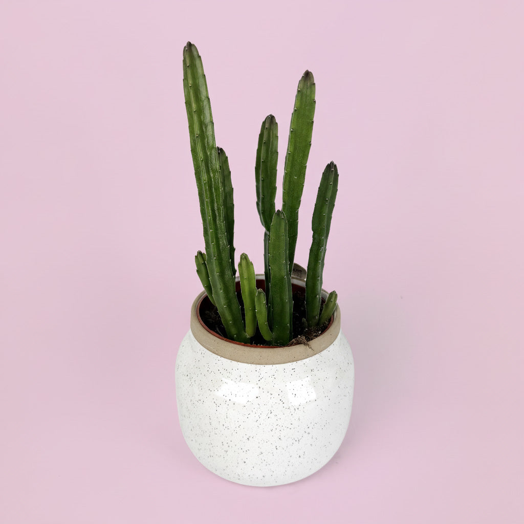 Stapelia Houseplant With Ceramic Pot Gift Set