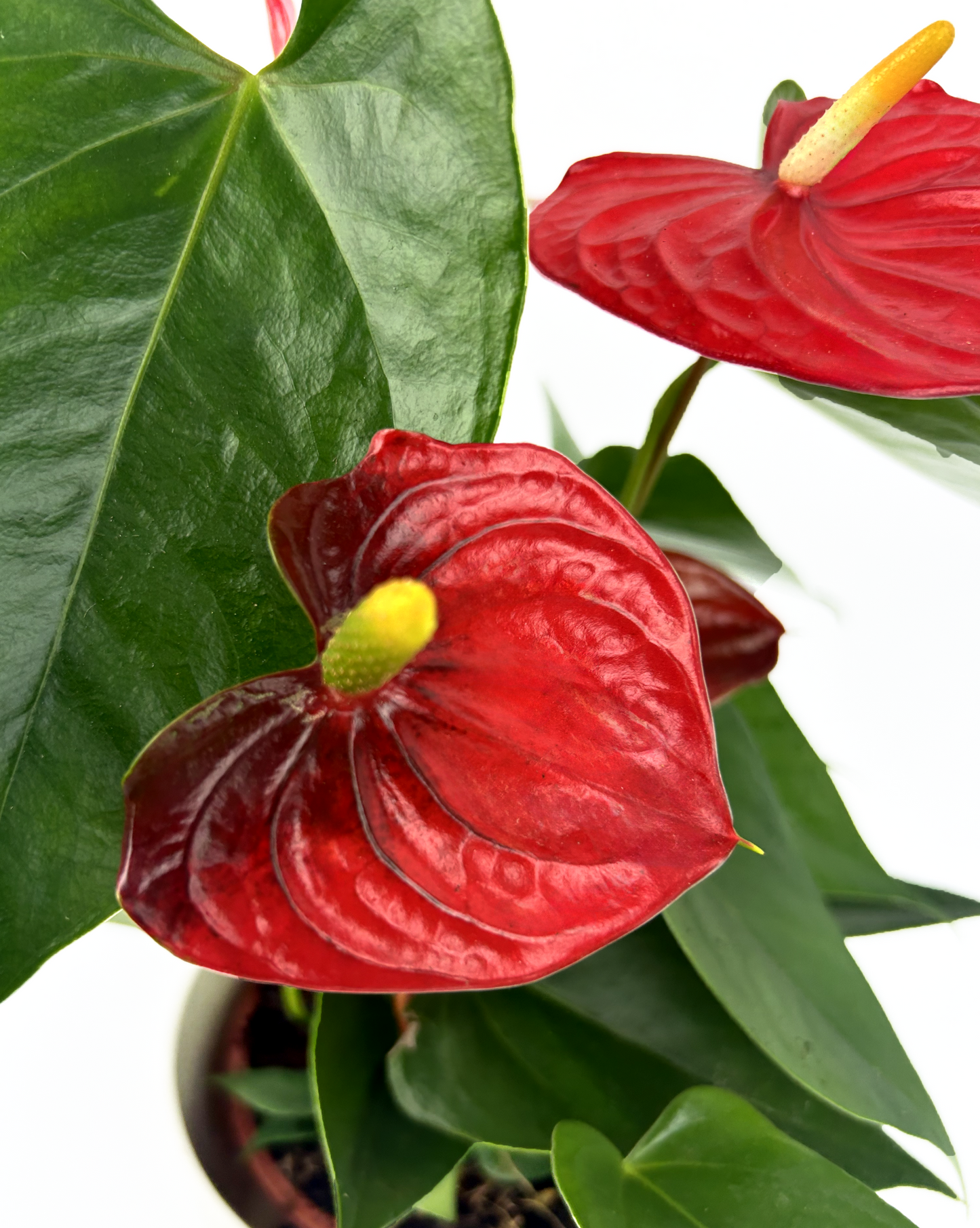 Red Anthurium Indoor Houseplant