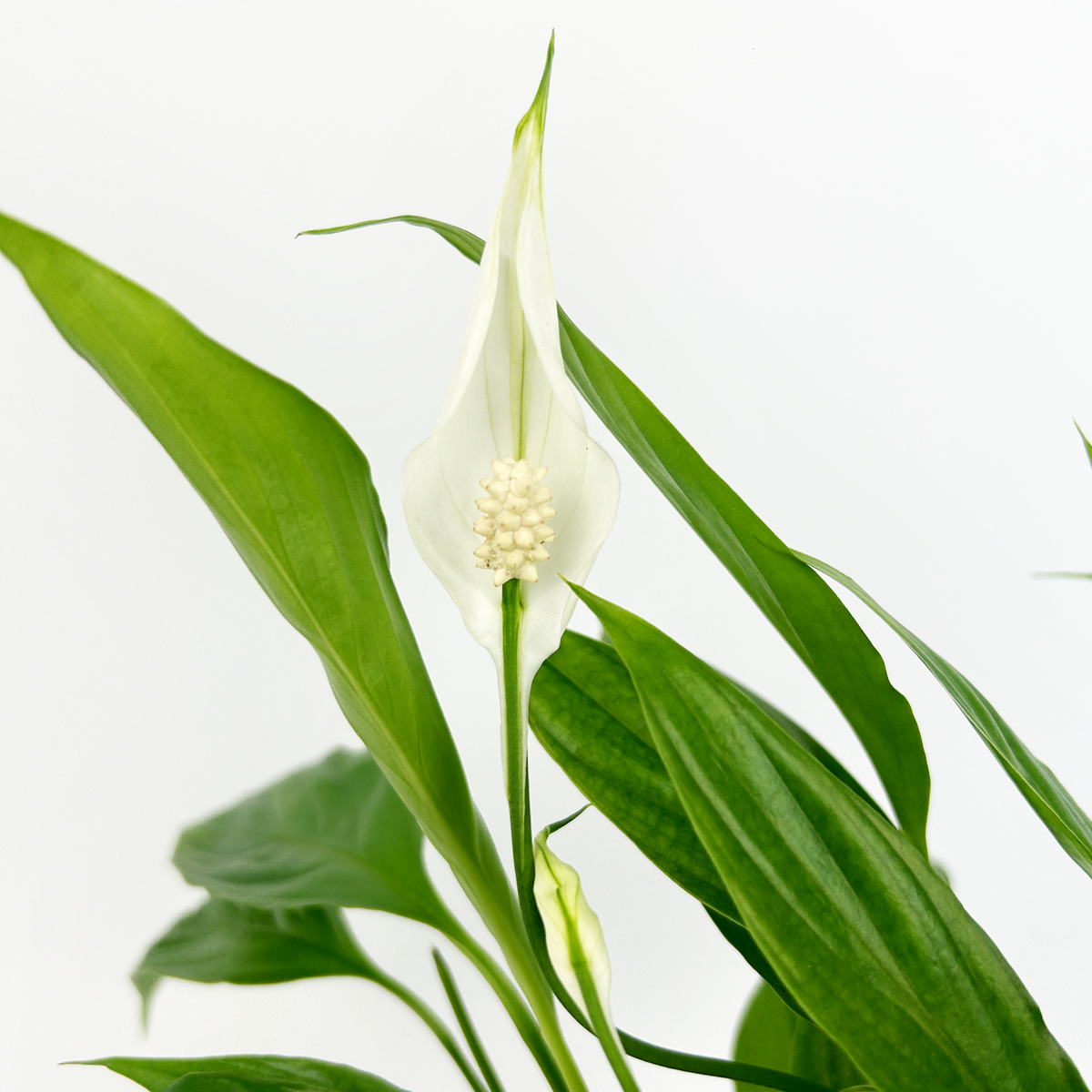 Peace Lily Plant Indoor Houseplant