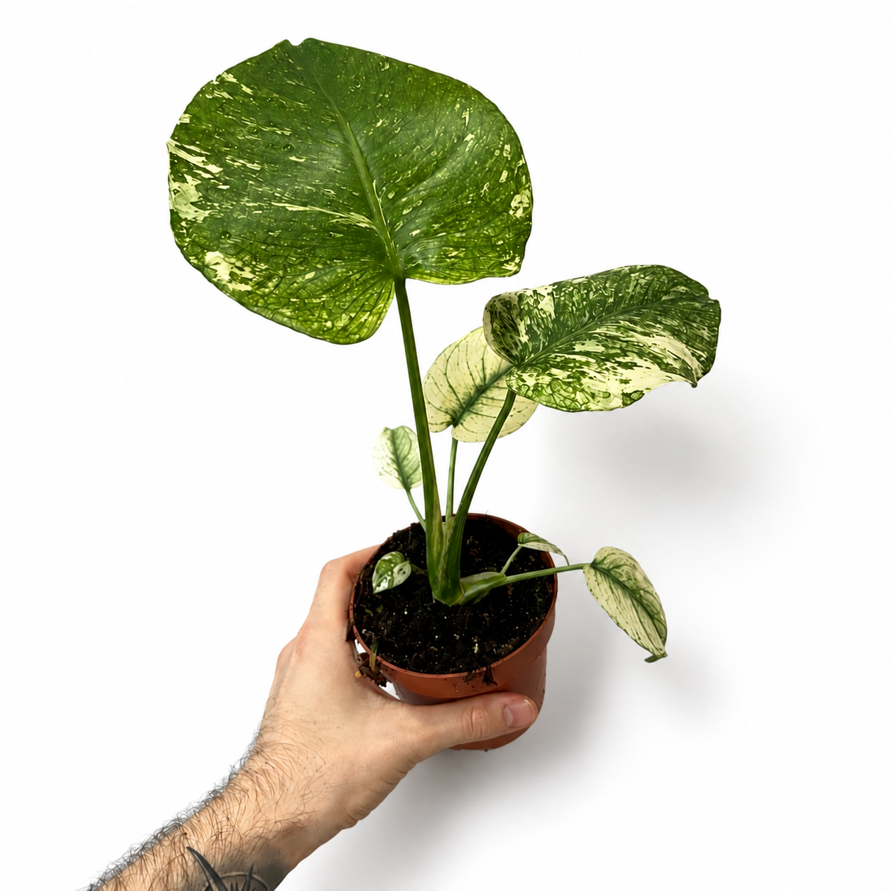 Mini Monstera Deliciosa Mint 10.5cm Houseplant