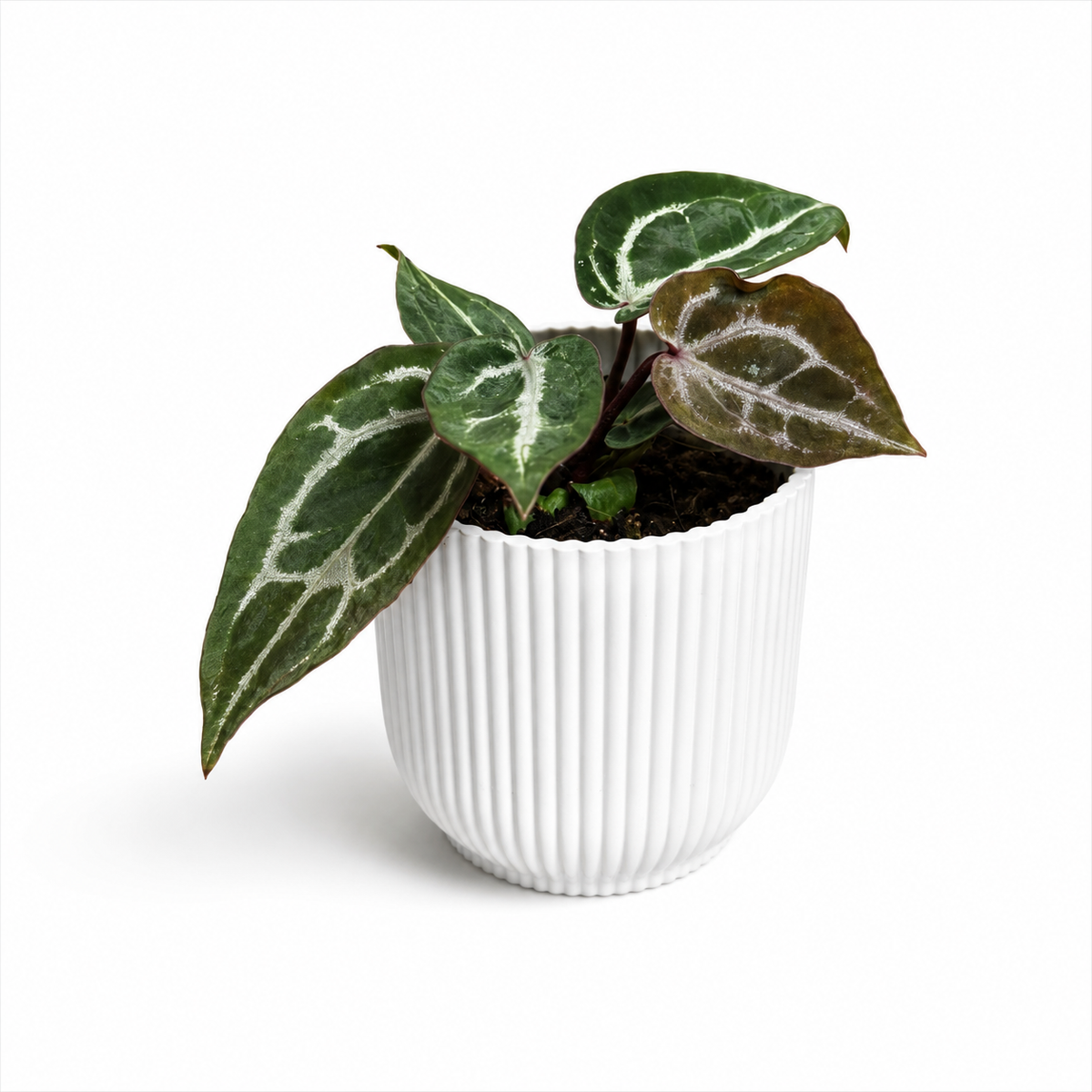 Anthurium Red Crystallinum 8cm Potsize Houseplant