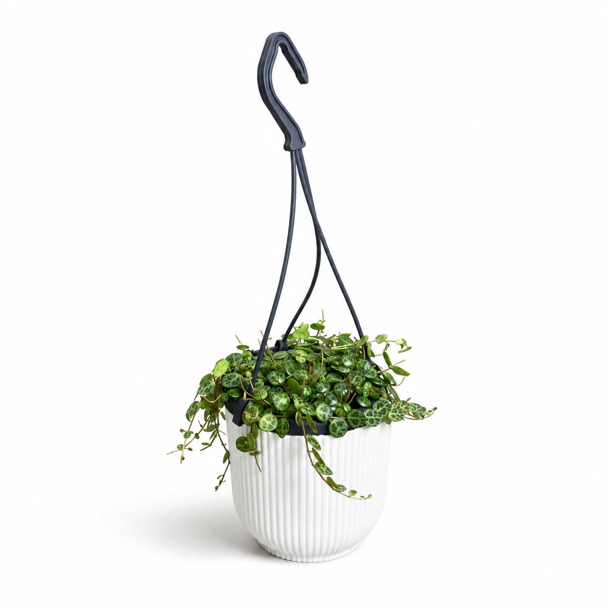 String Of Turtles 10.5cm Potsize Houseplant
