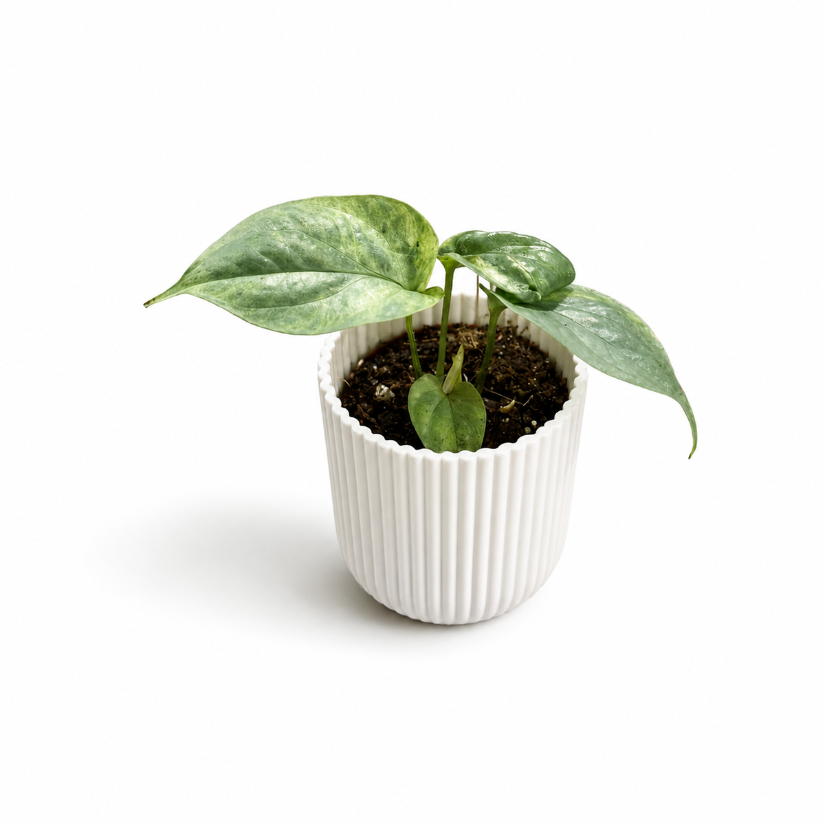 Amydrium Silver Variegated 6cm Pot Size Houseplant